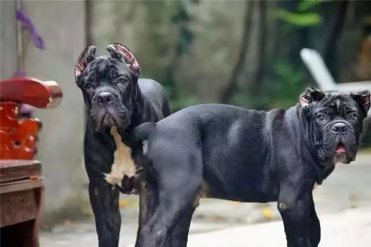 揭秘!护卫犬排行榜前十名