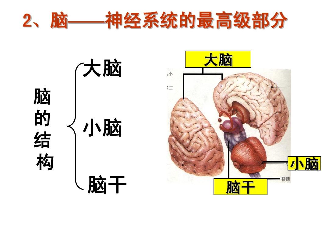 脑子的结构图片大全图片