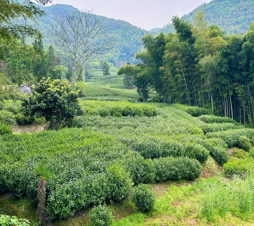 杭州拔山图片