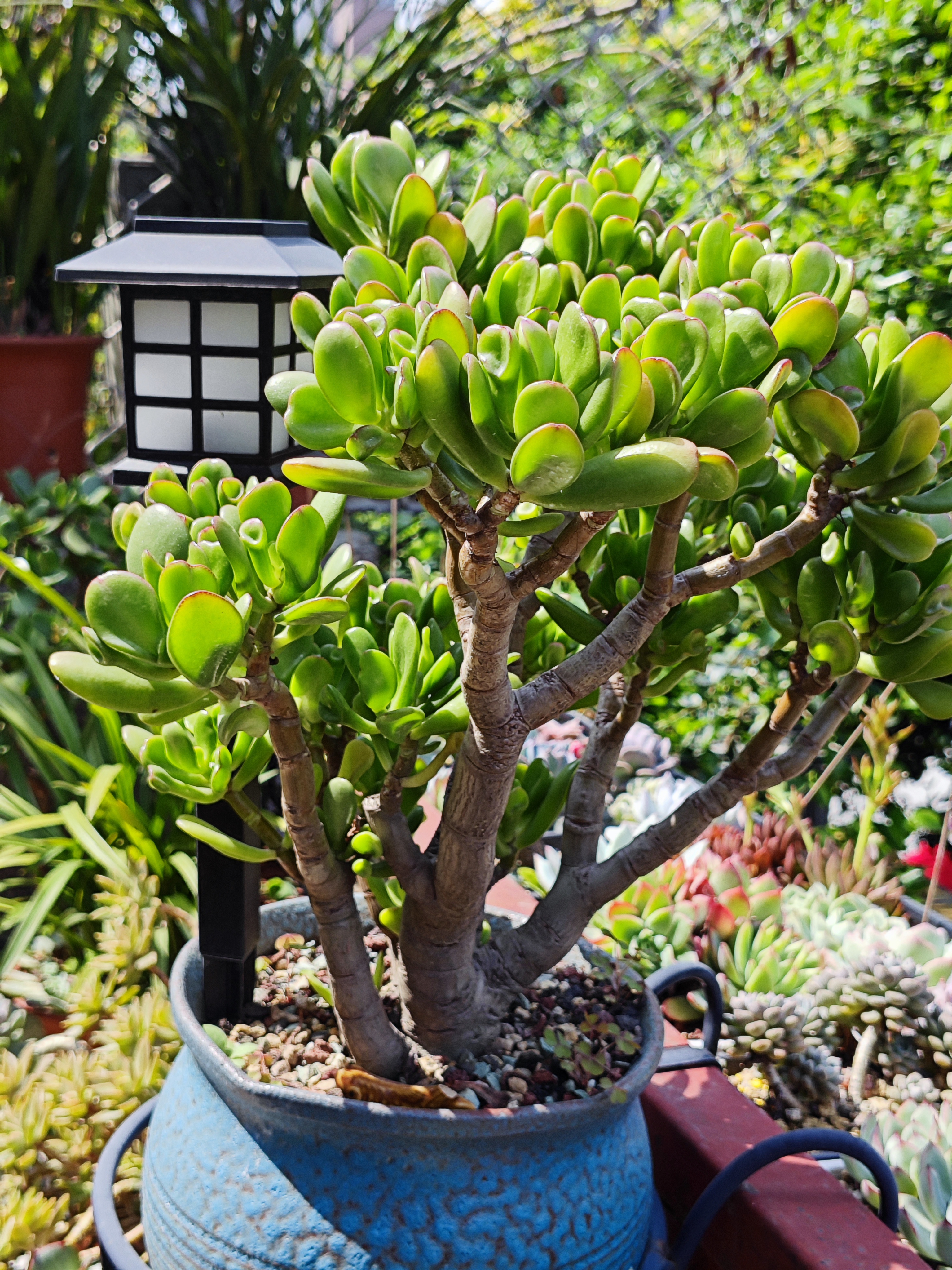 这也是夏天的多肉该有的样子吧!#春日解