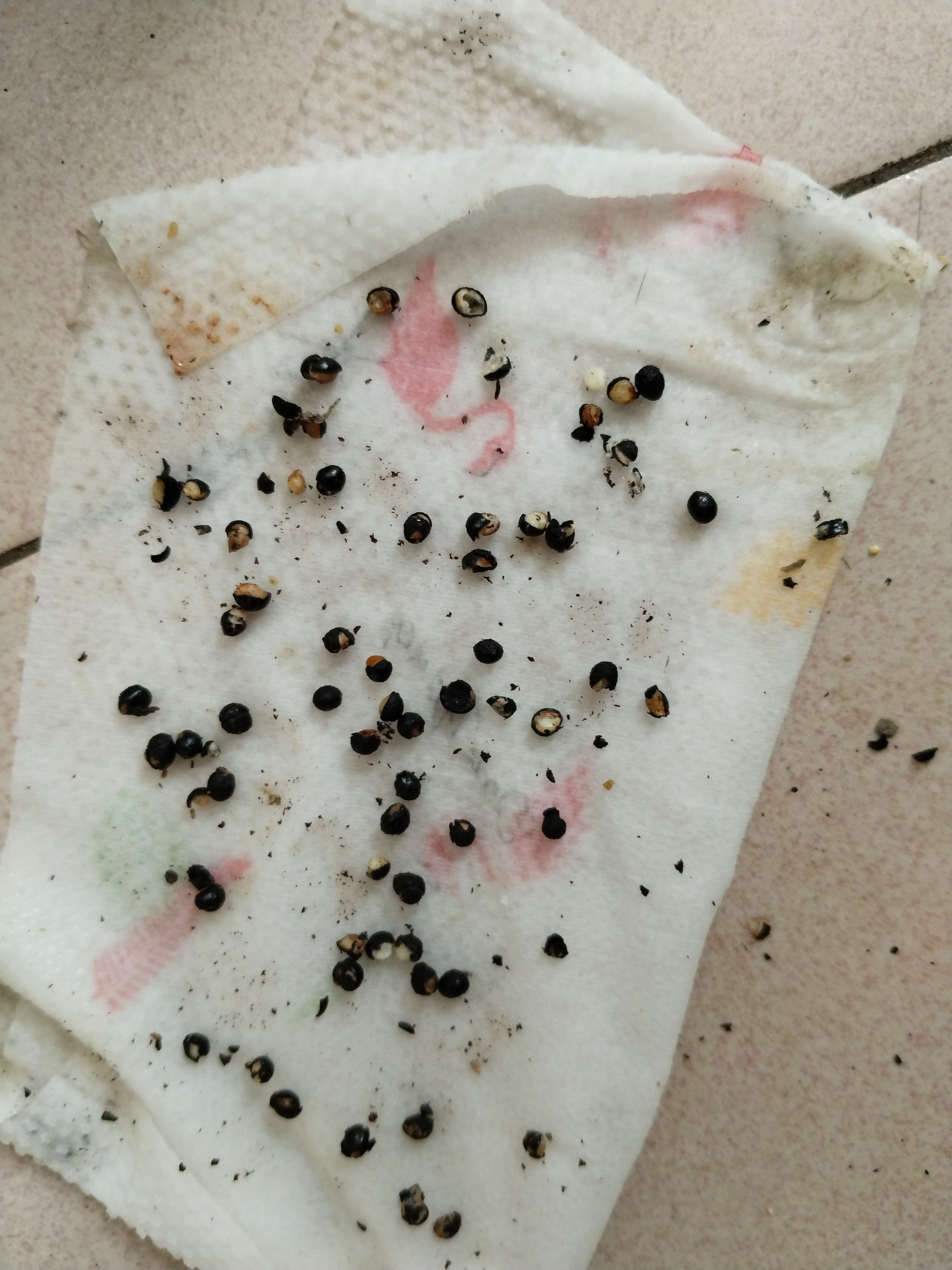 花椒种子百分百发芽的方法