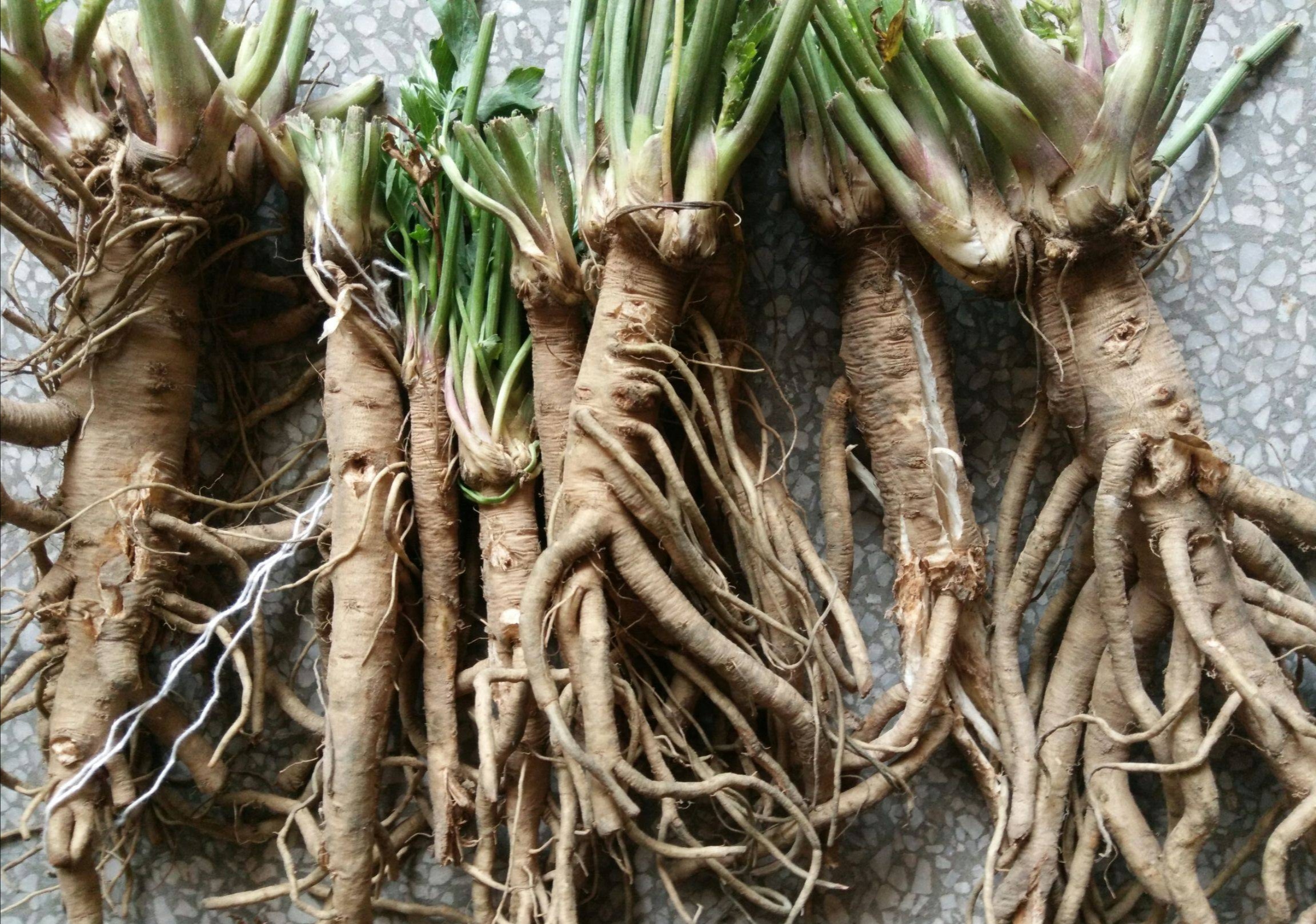 独活:伞形科植物,风湿克星