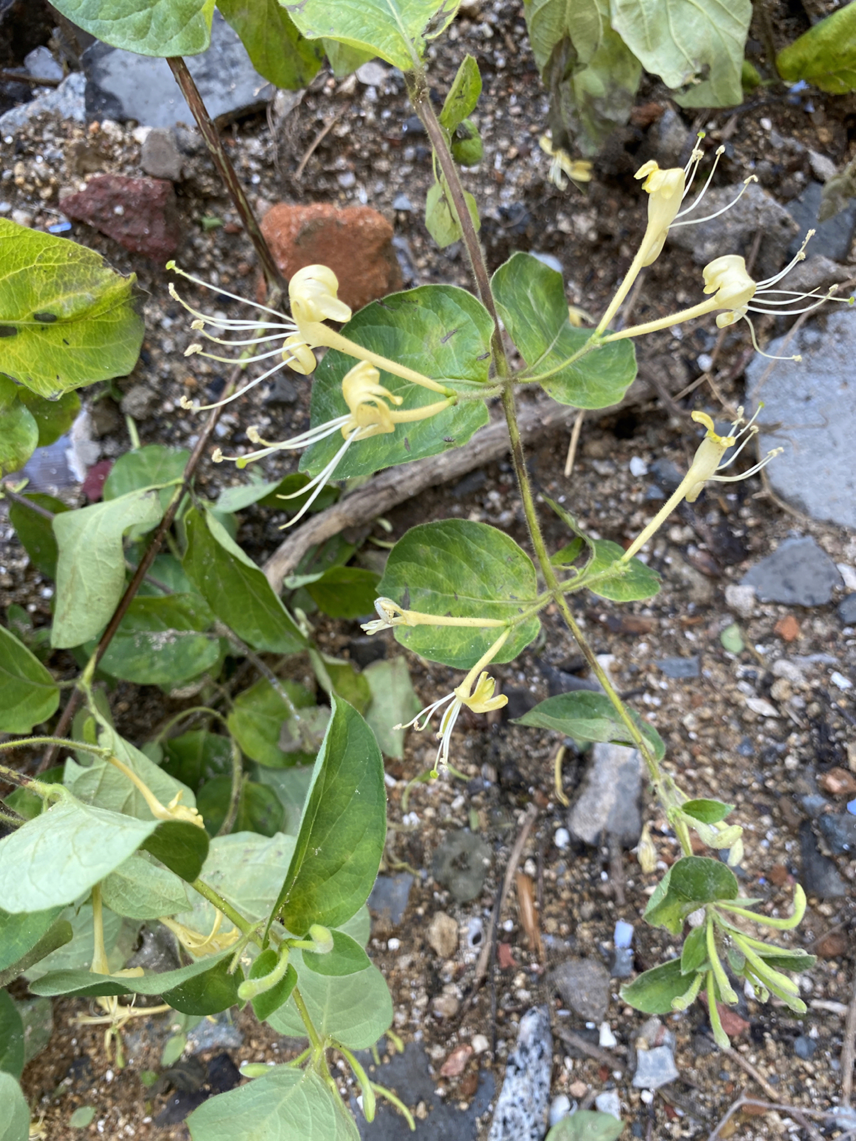 苦苦挣扎的金银花开花了!