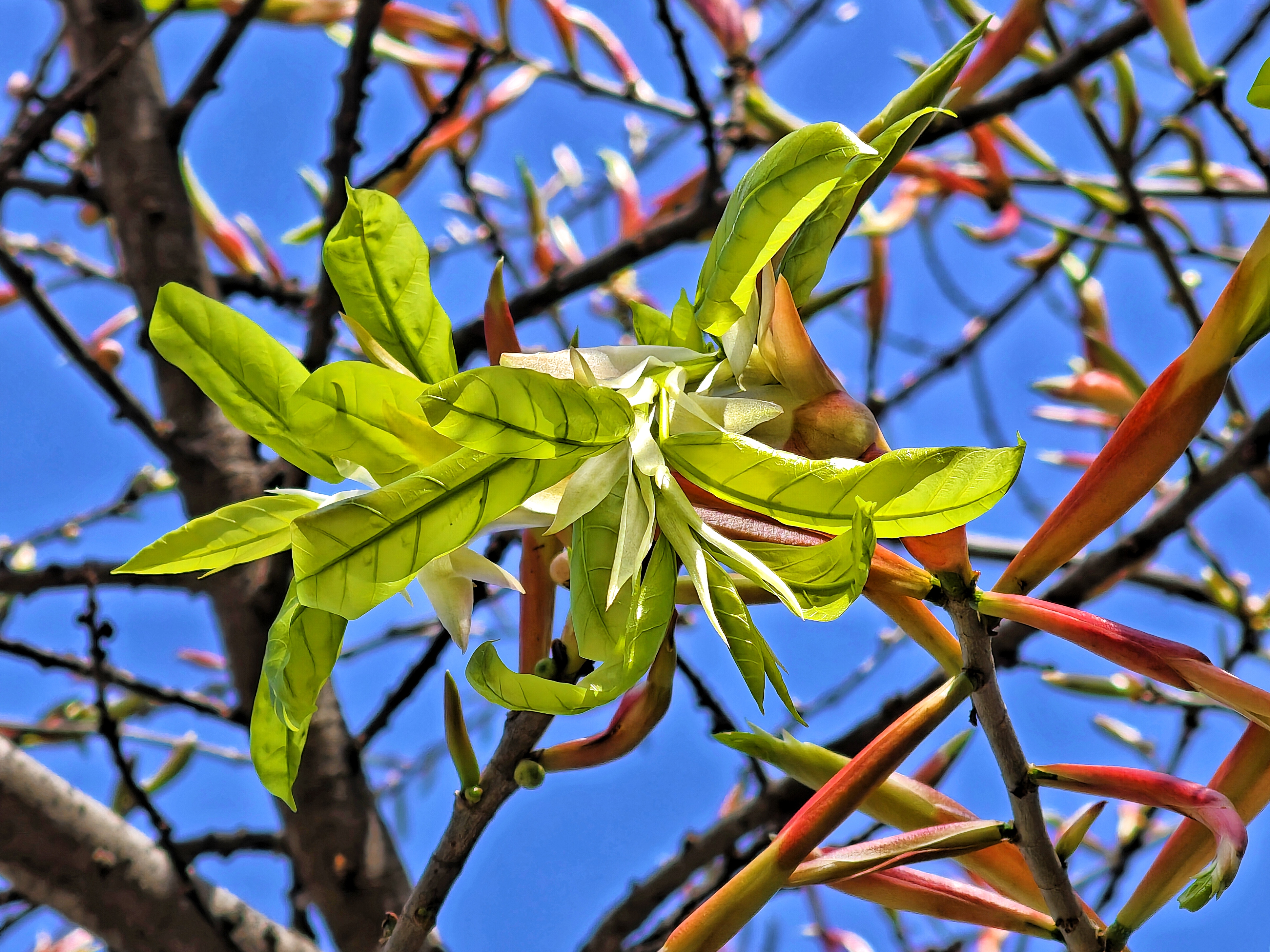 暮春之际,是笔管榕(绿黄葛树)一年里最美的时节.