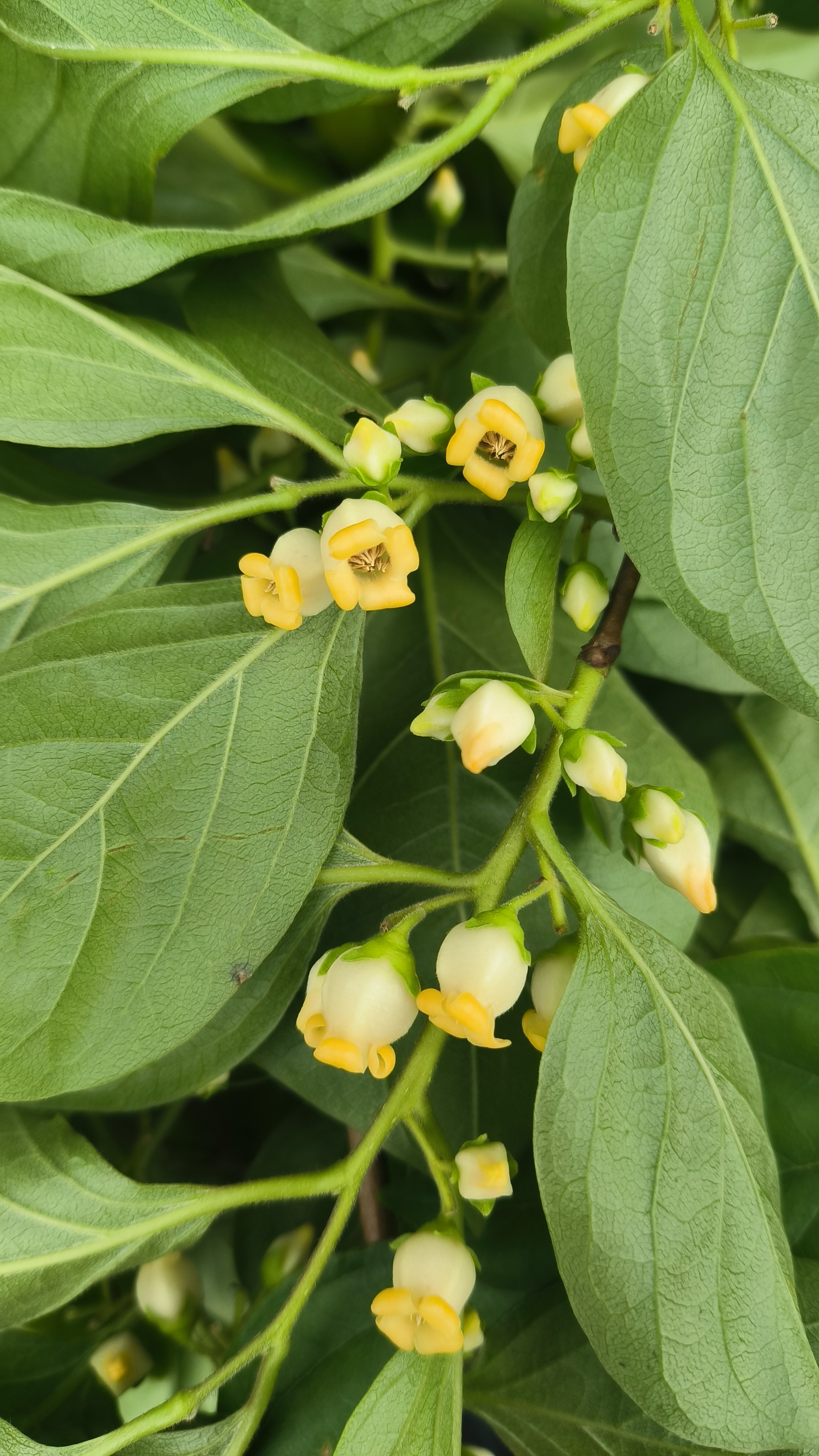 柿子花原来长这样啊,真是令人称奇