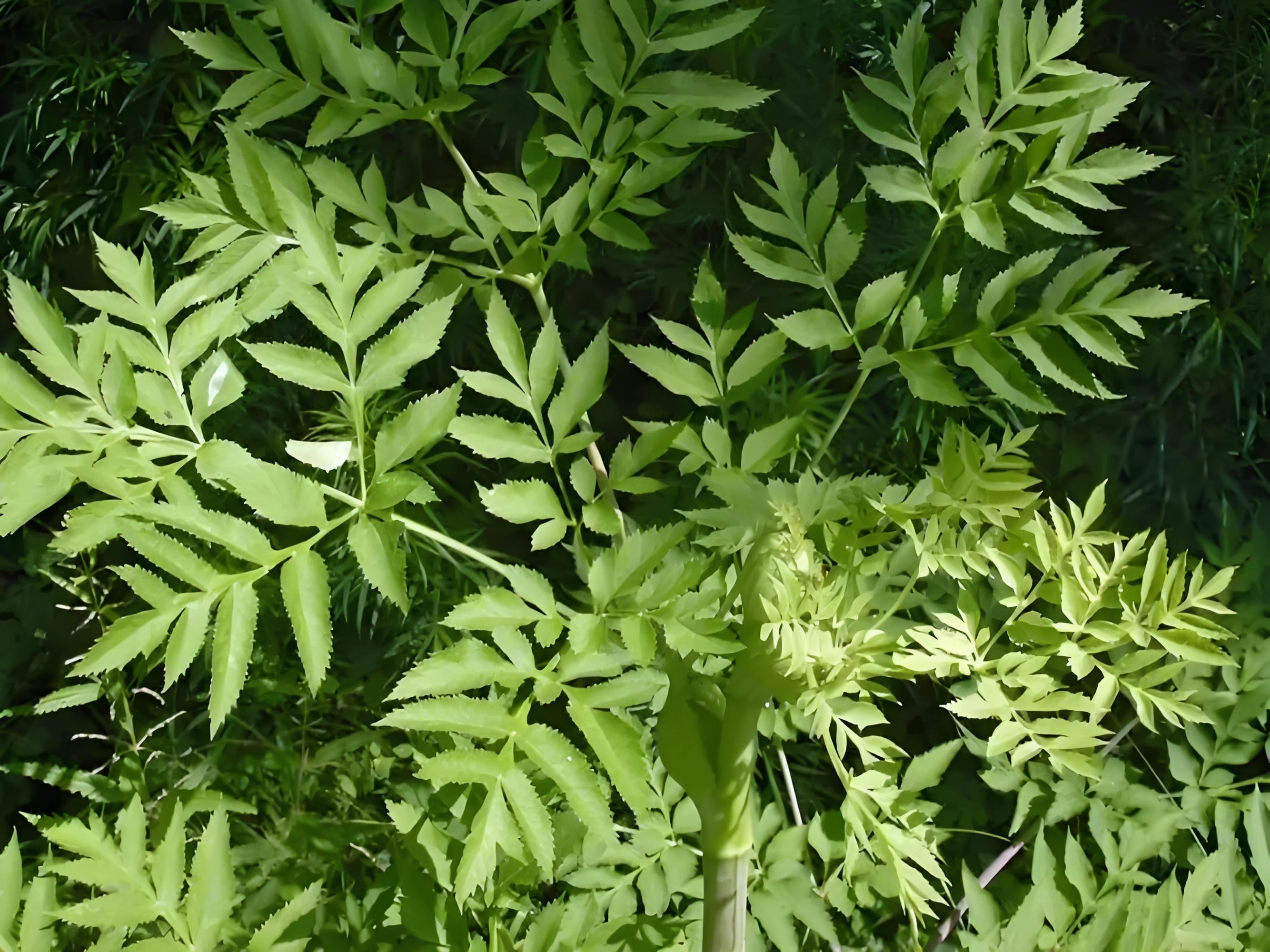 独活:伞形科植物,风湿克星