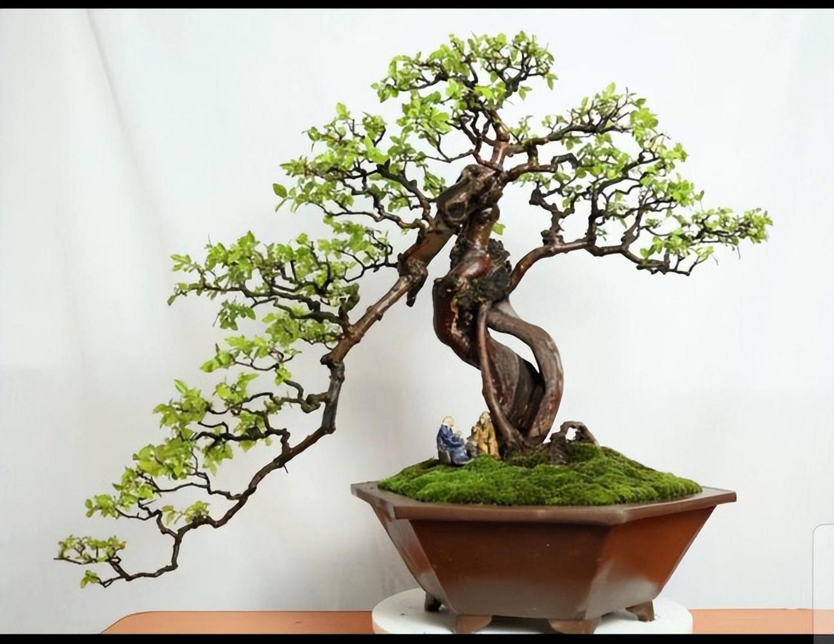 我国盆景树种众多,但榆树因其寓意好,易养活,健康,好造型和生长快等