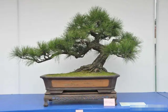 22种盆景的造型大全,你喜欢哪一种