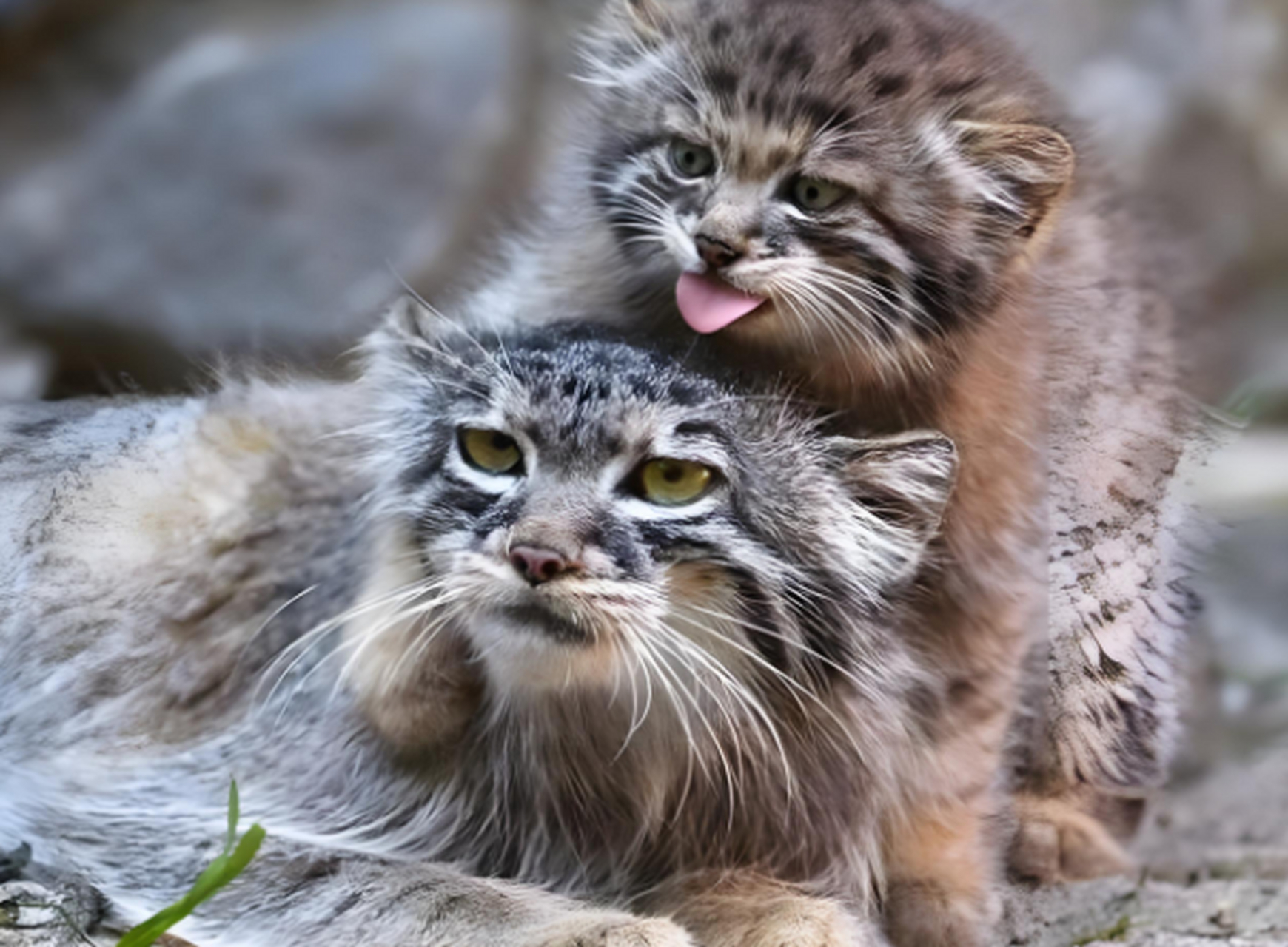 鳌拜猫多少钱一只图片