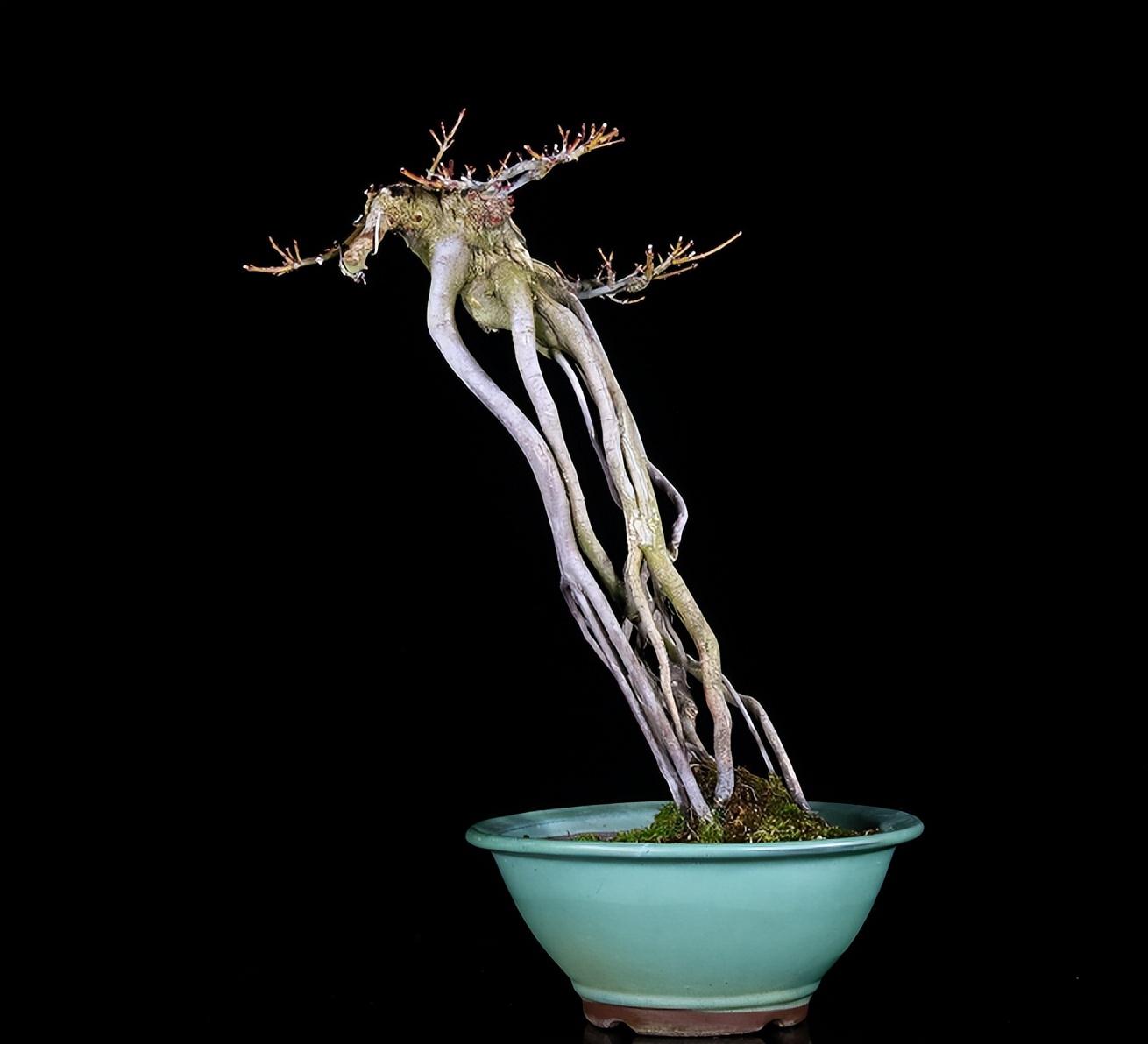 22种盆景的造型大全,你喜欢哪一种