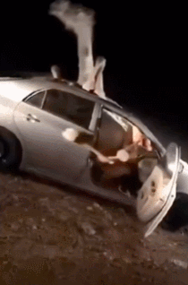 一场车祸中，陷入小轿车里的骆驼（GIF）
