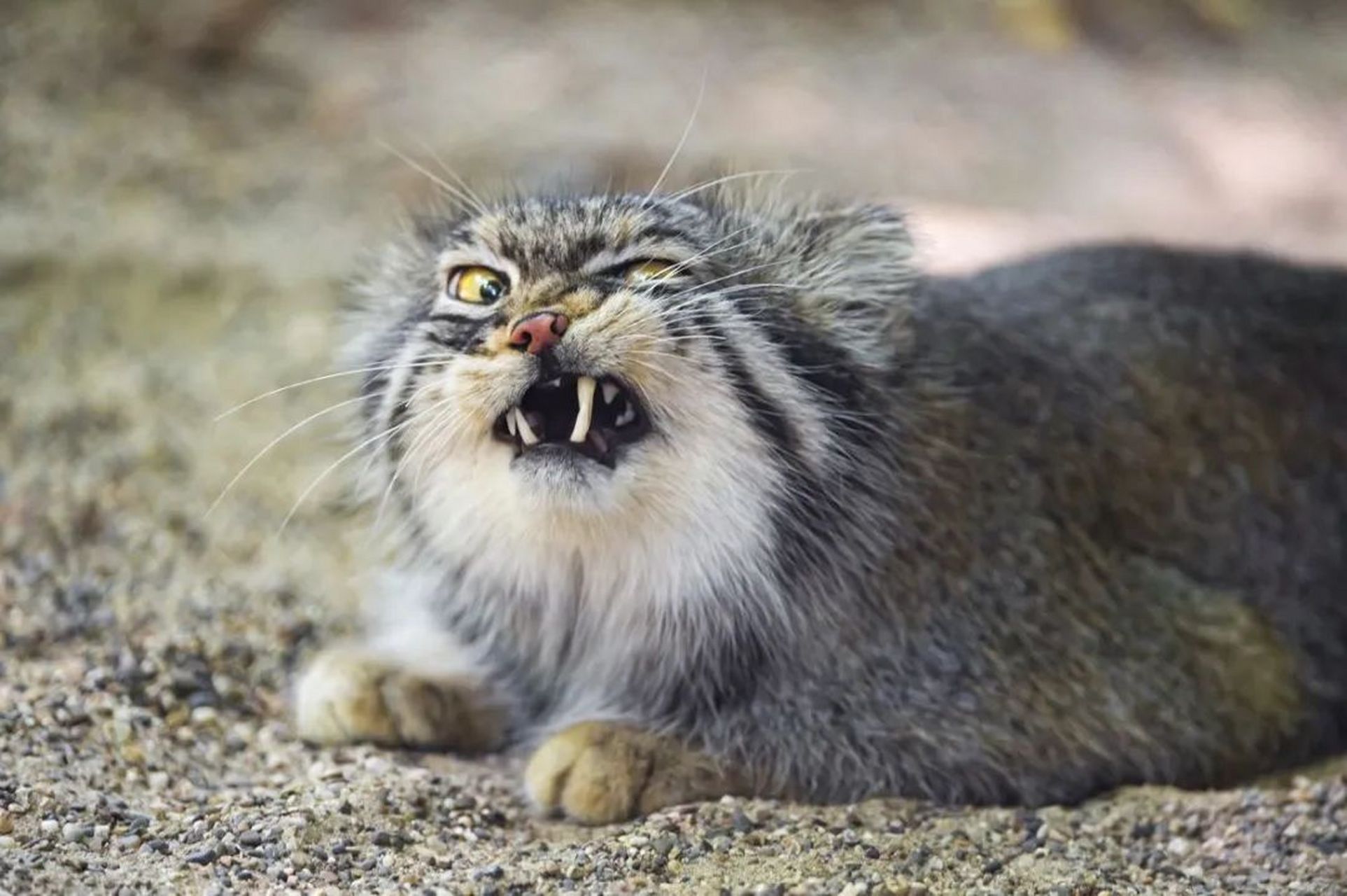 鳌拜猫多少钱一只图片