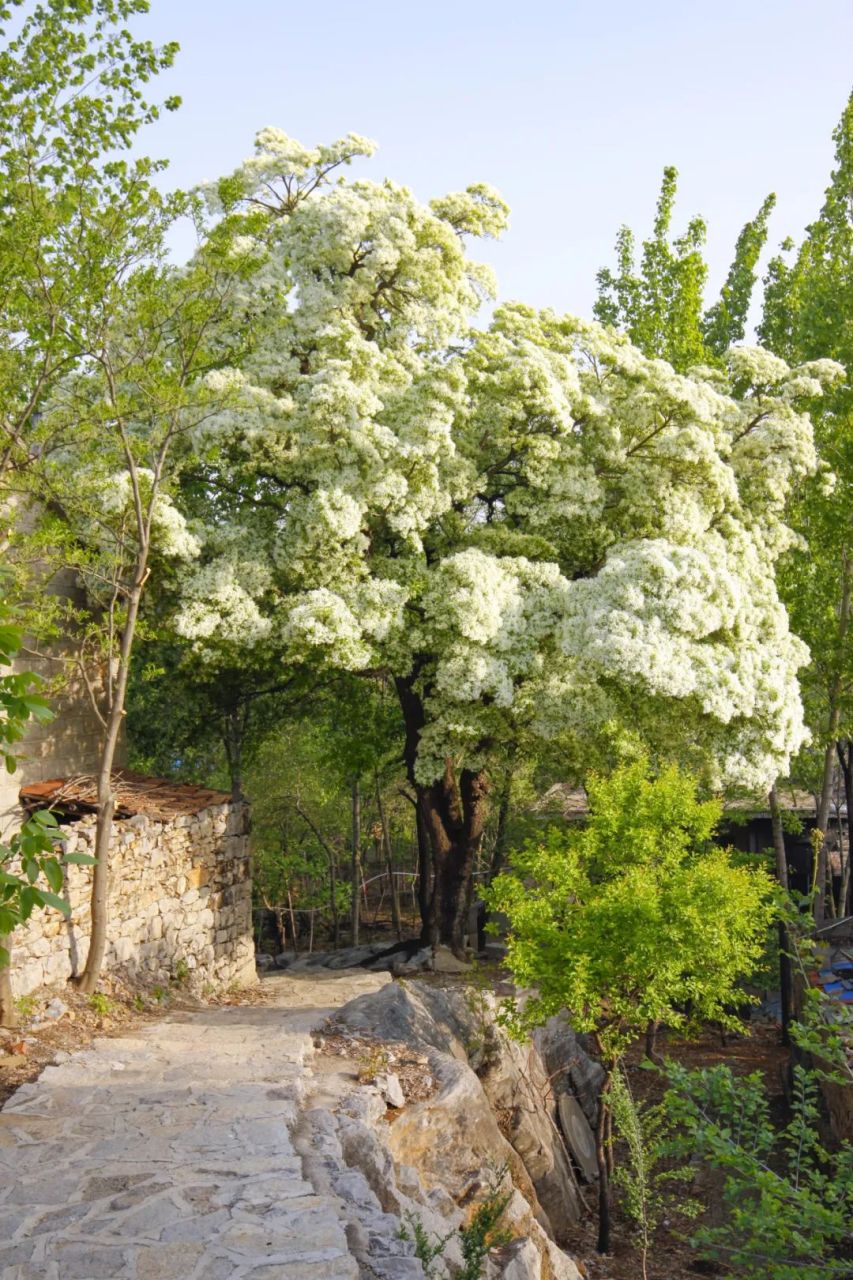 费县土山后流苏树图片