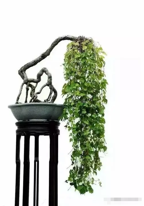 22种盆景的造型大全,你喜欢哪一种