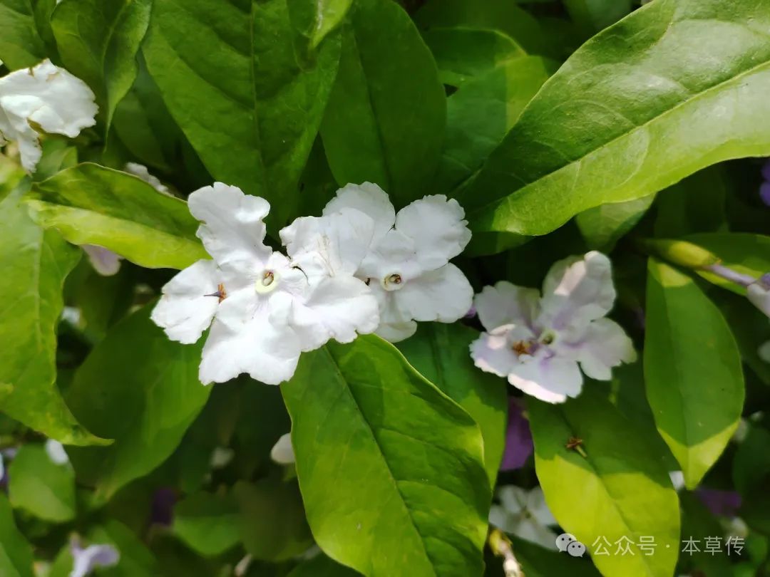 鸳鸯茉莉香不香图片