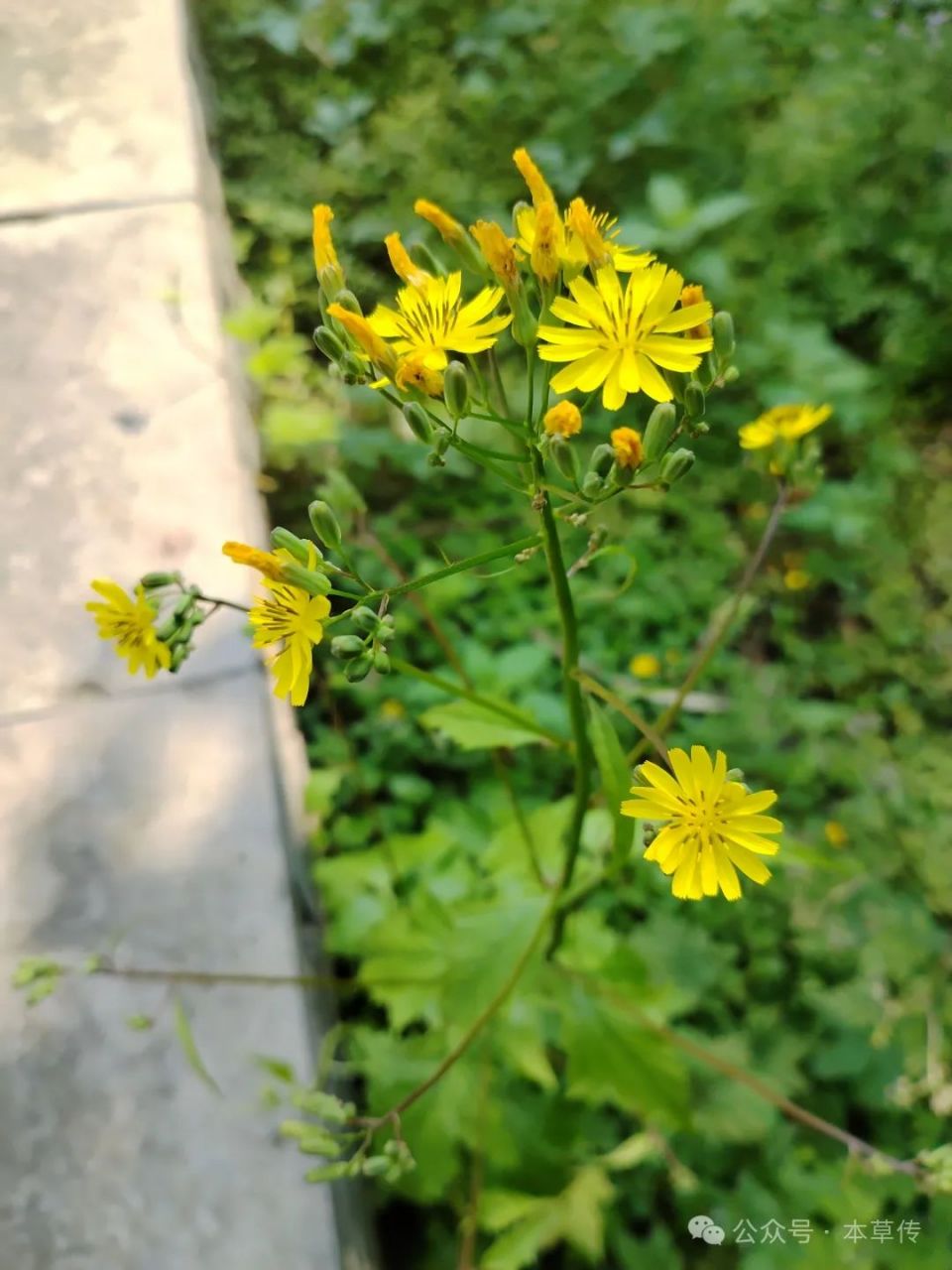 黄鹌菜花色图片