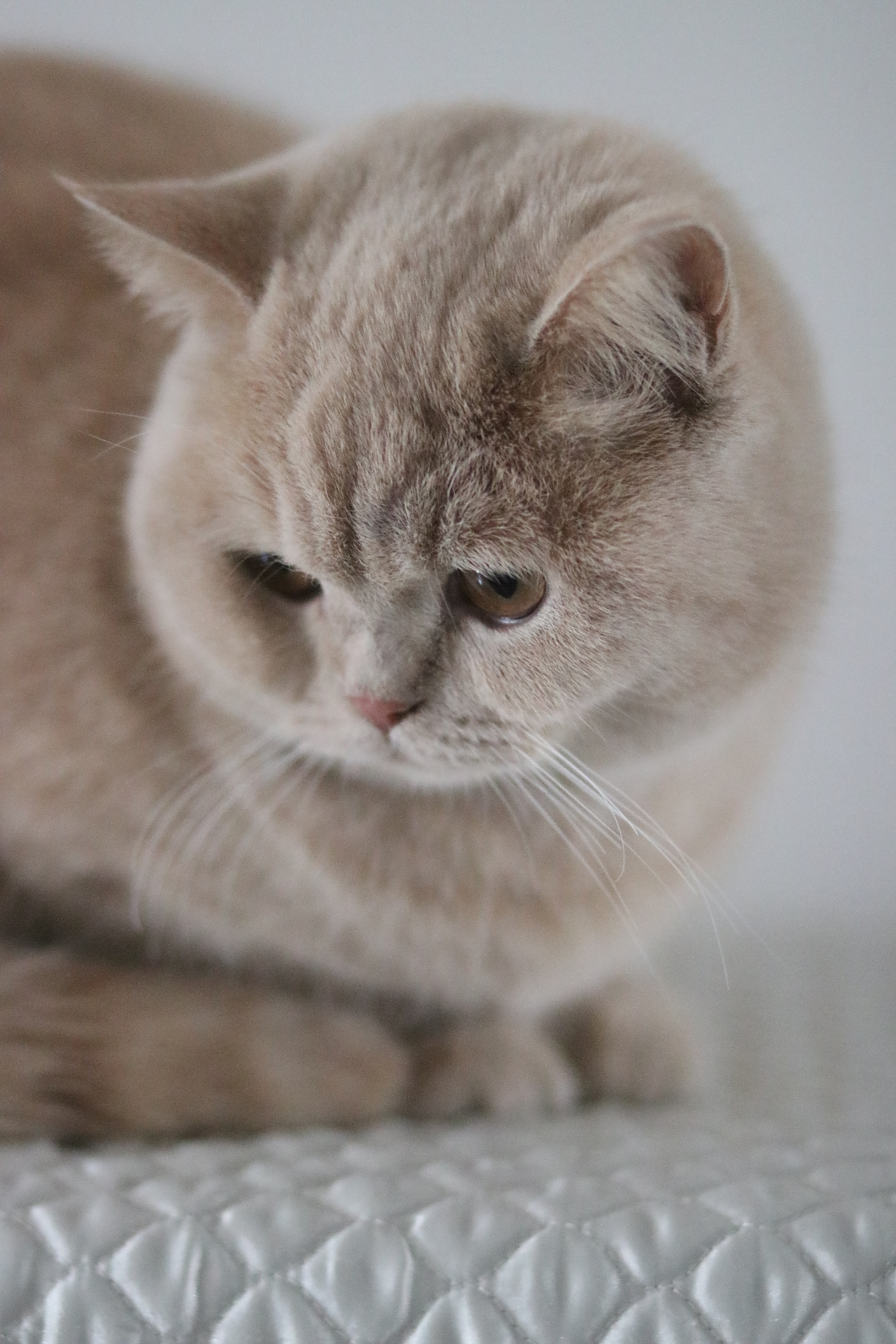 我家猫来我们家两年,她好乖,我一直都觉得猫都是