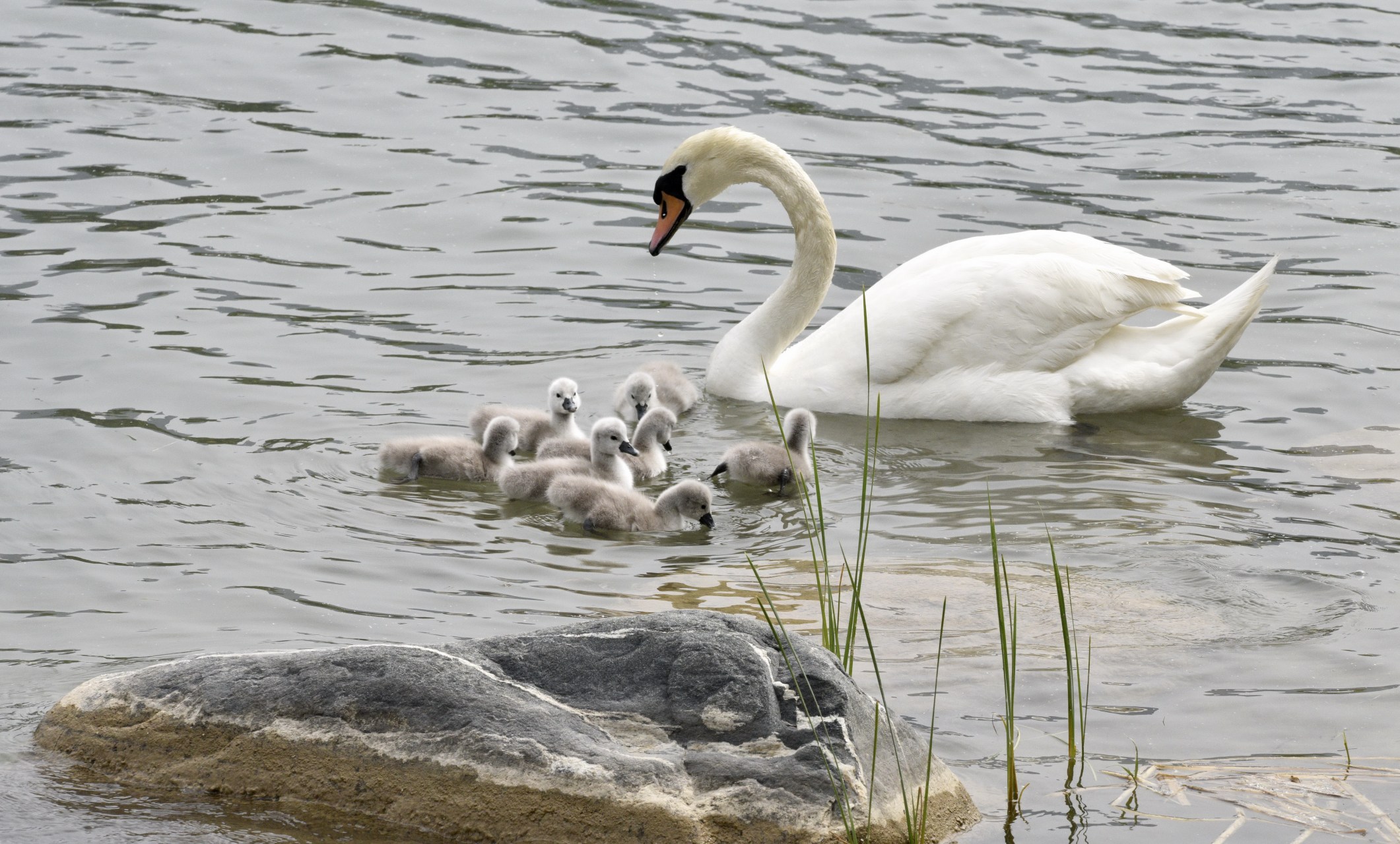 动态春日打卡计划# 疣鼻天鹅宝宝畅游北龙湖   2024年4月28日,郑州北