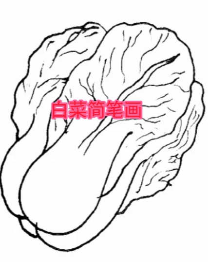 白菜画简笔画图片