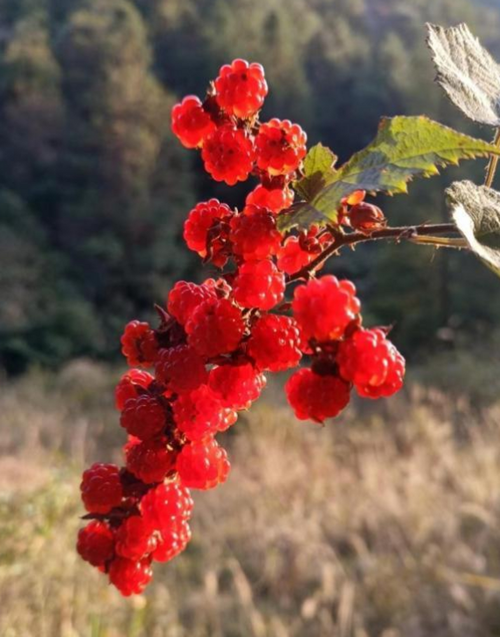 山上的野葡萄,看着就好吃