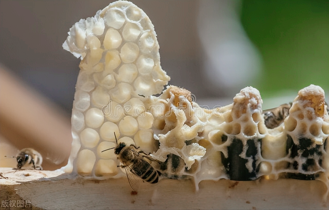 蜂前,虚招针对繁殖中期,杀手锏用于大流蜜期,但会牺牲吠跆ɡ锩媪礁 卵