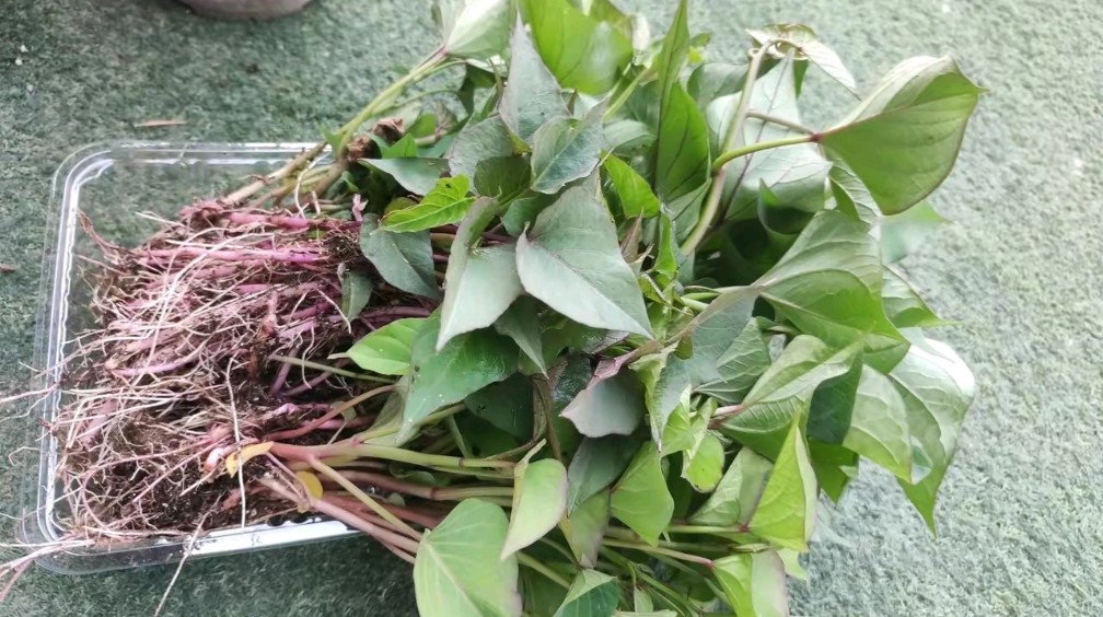 月季树苗多少钱一株啊