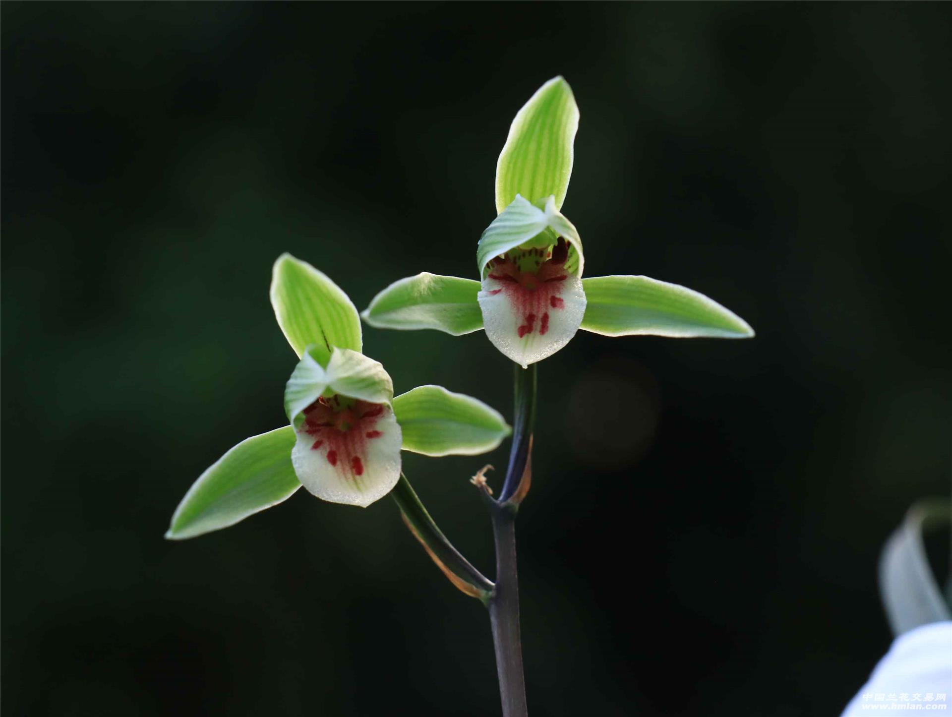 要想让兰花保持其优美的形态和旺盛的生命力,修剪是关键