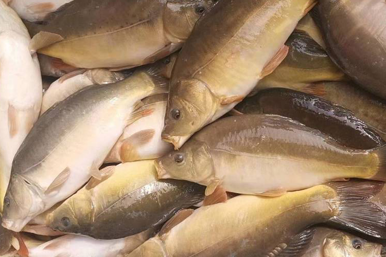 怎样钓无鳞鲤鱼?钓无鳞鲤鱼的5个要领