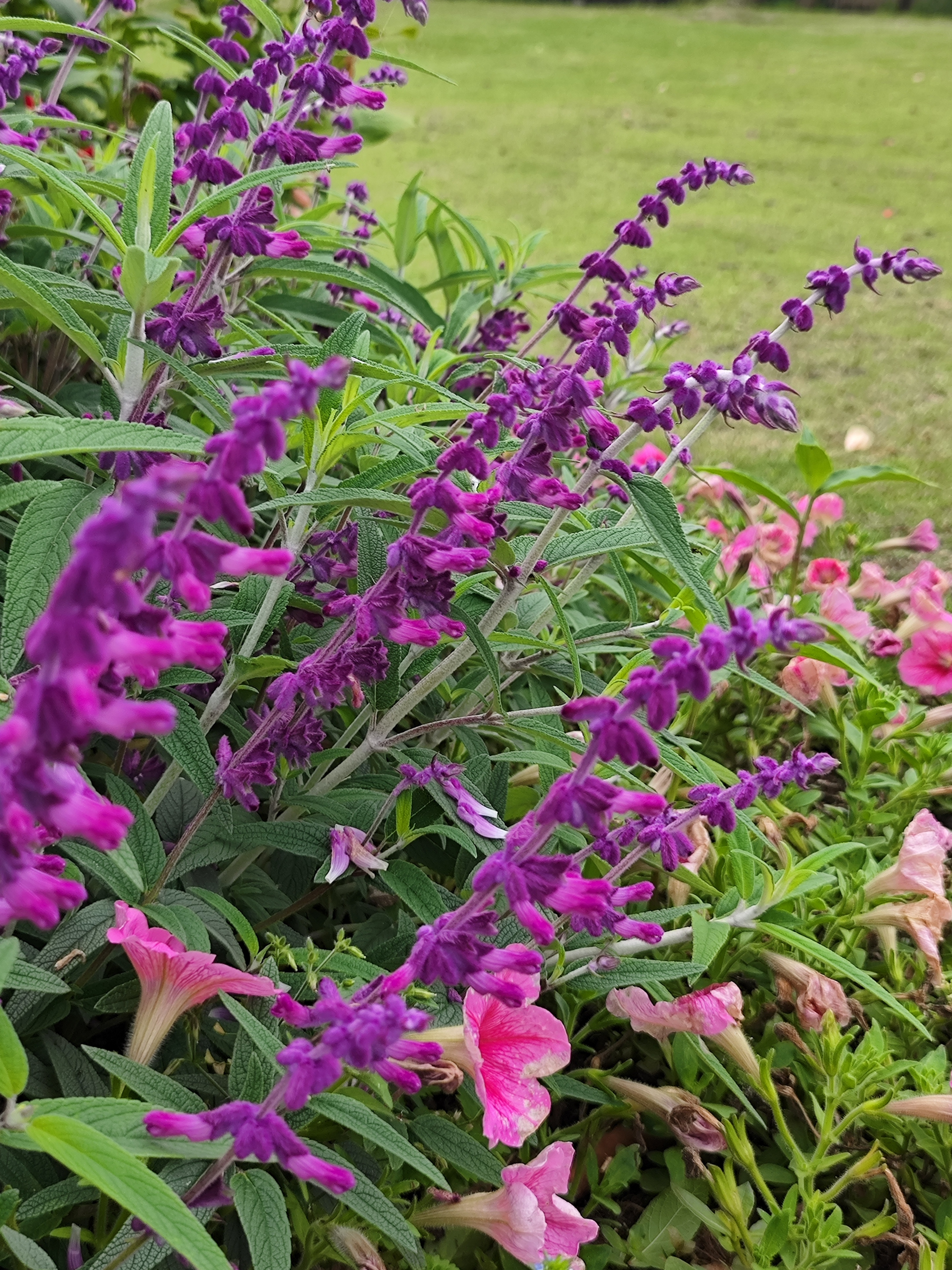 紫色系的墨西哥鼠尾草浪漫典雅毛茸茸的小花穗非常可爱