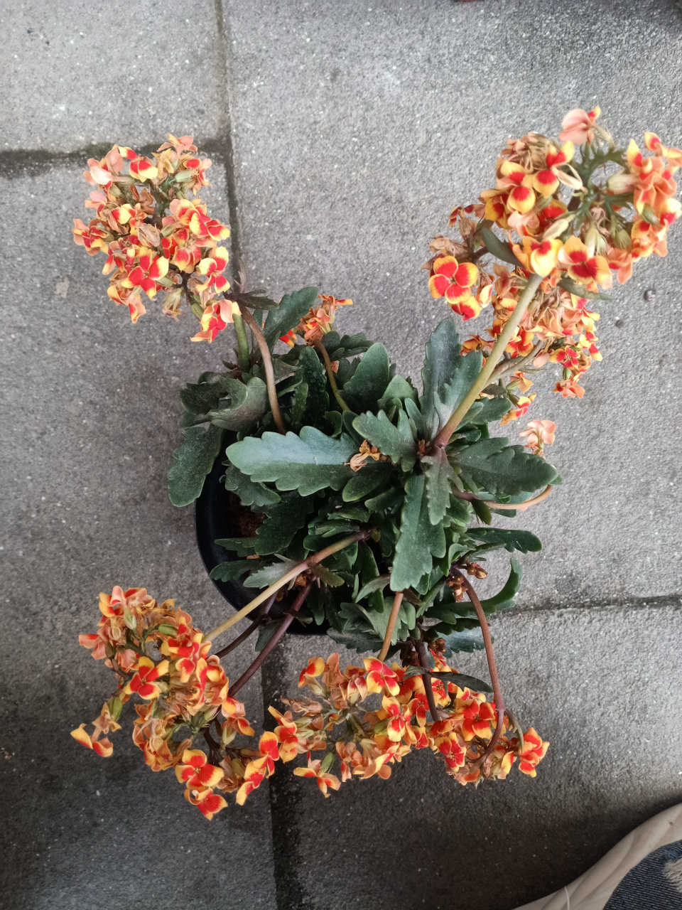 长寿花罗比橙花败修剪,二次花苞满头