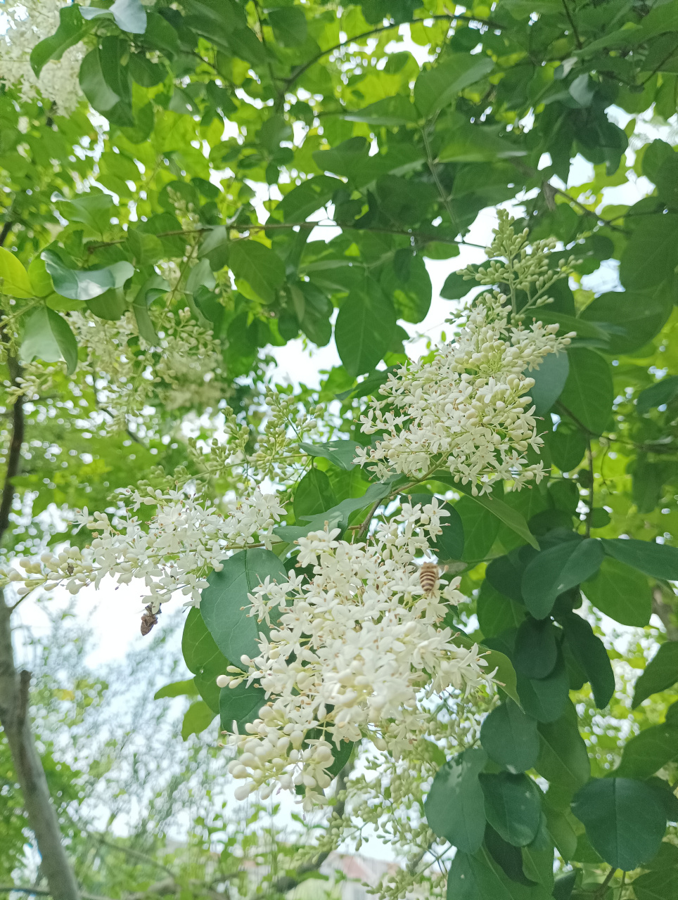 小叶女贞白蜡蚧图片