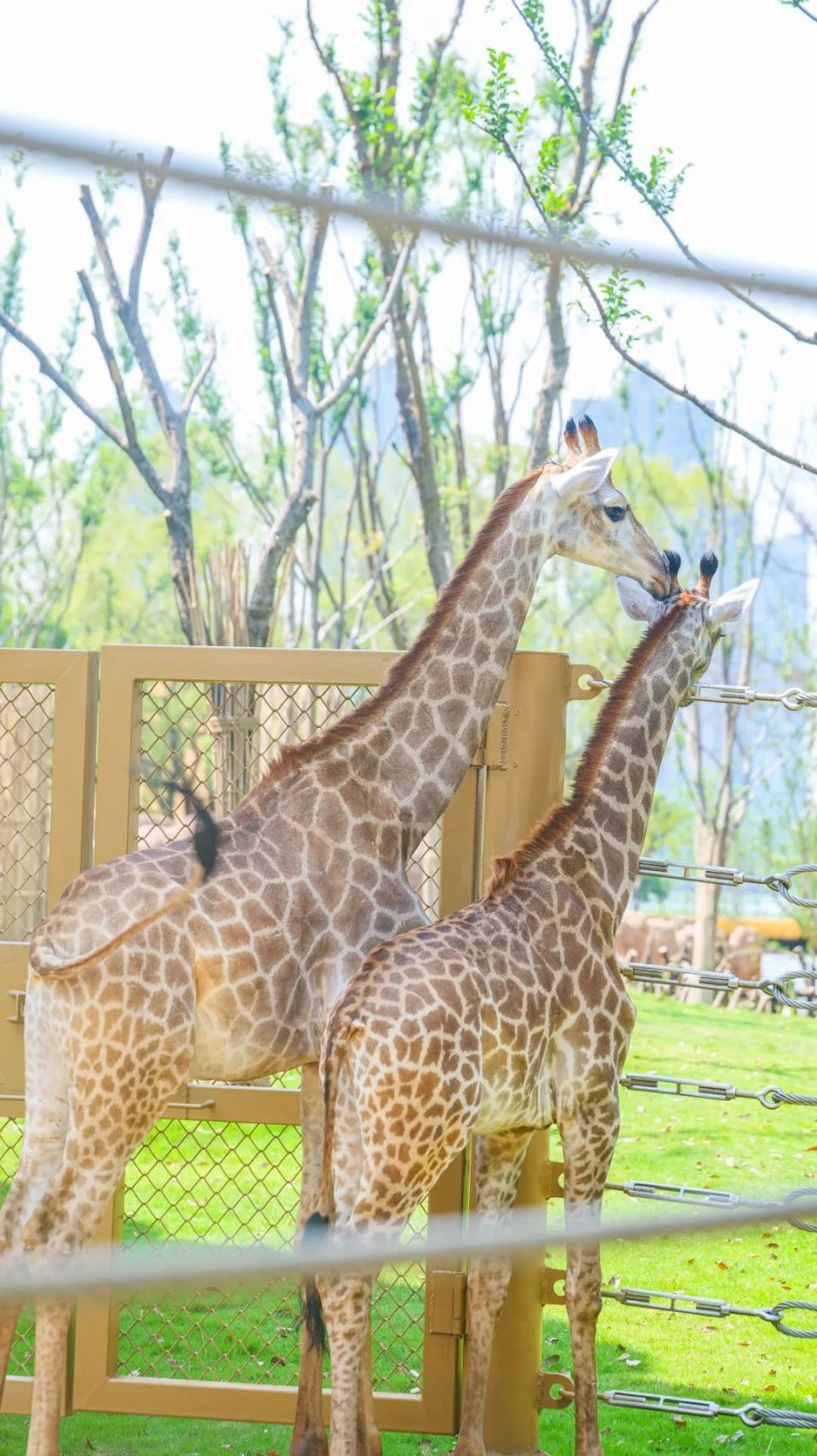 武汉动物园游玩攻略:动物王国的奇妙之旅  武汉动物园,一个让你近距离