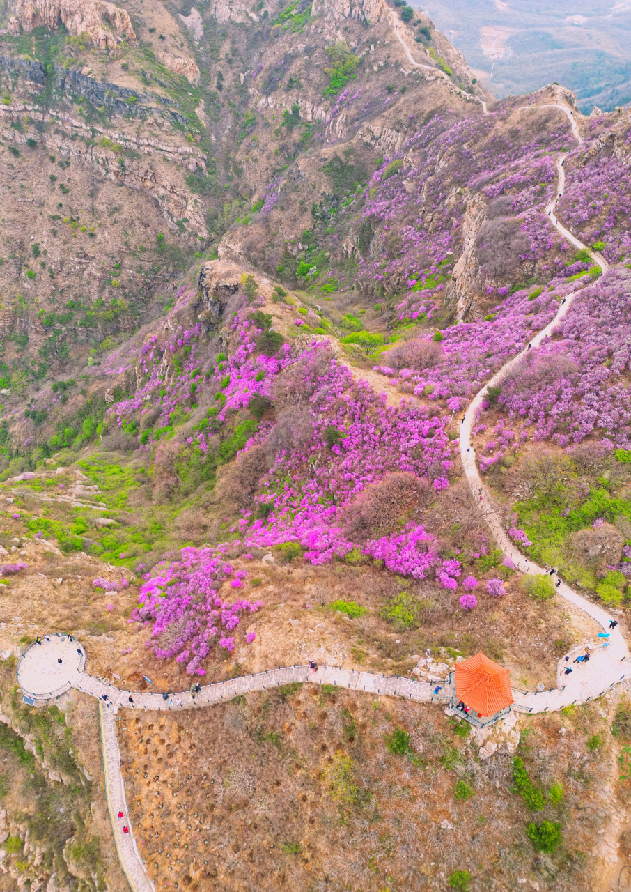 航拍大连大黑山杜鹃花海,从空中视角感受是不是更震撼,第一次来大黑山
