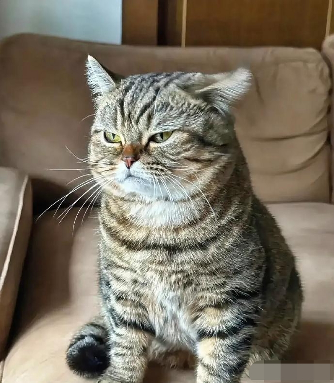 动物也是有情绪的,看看这个表情,一脸的不高兴,不过这个小表情看起来