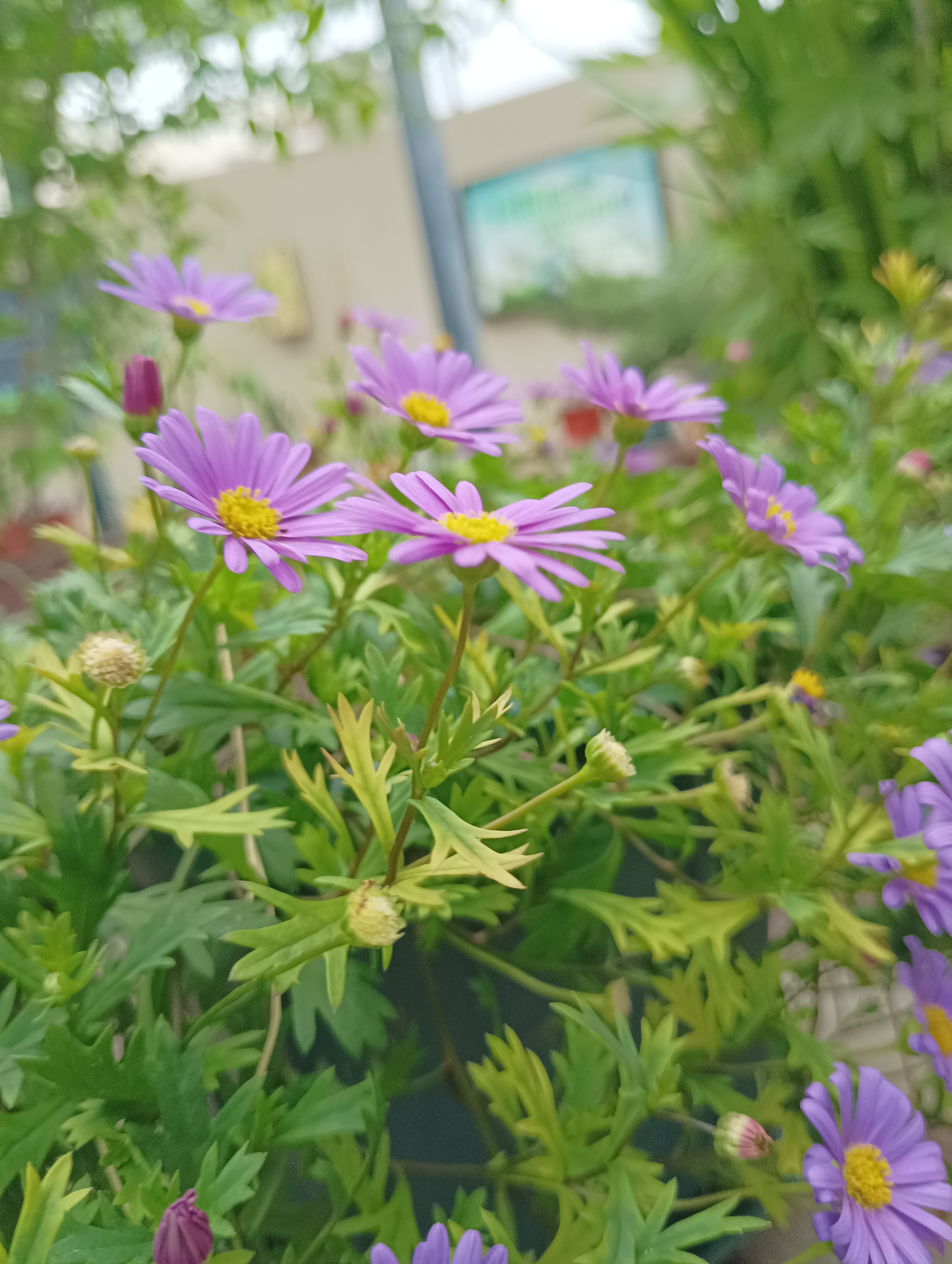 荷兰菊  又名纽约紫菀,花语是活动和说谎,挺有意思的,听说它适合性格