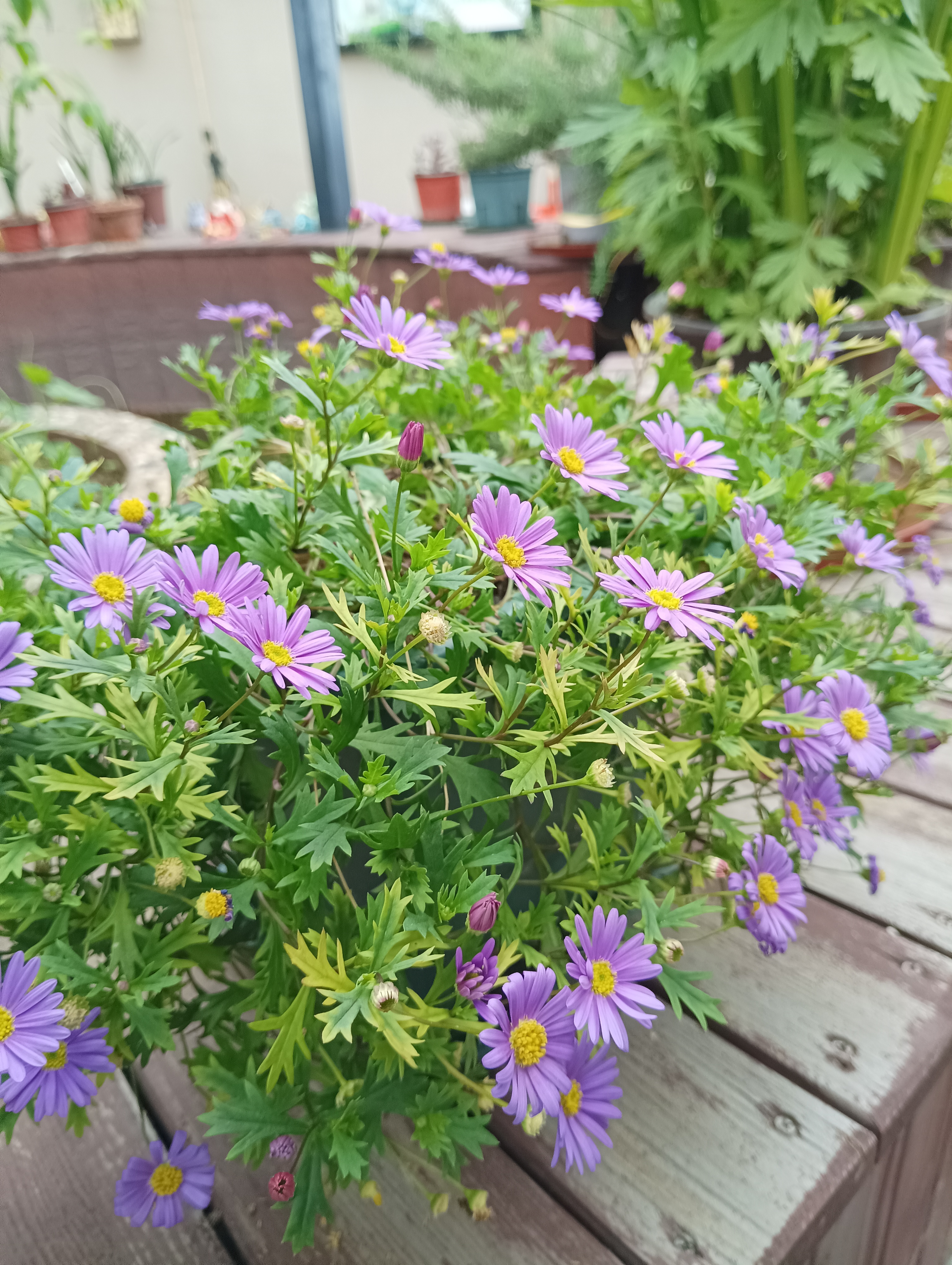 荷兰菊  又名纽约紫菀,花语是活动和说谎,挺有意思的,听说它适合性格