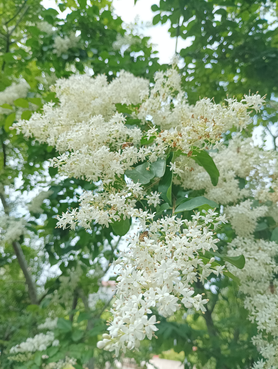 小叶木本花卉图片大全图片