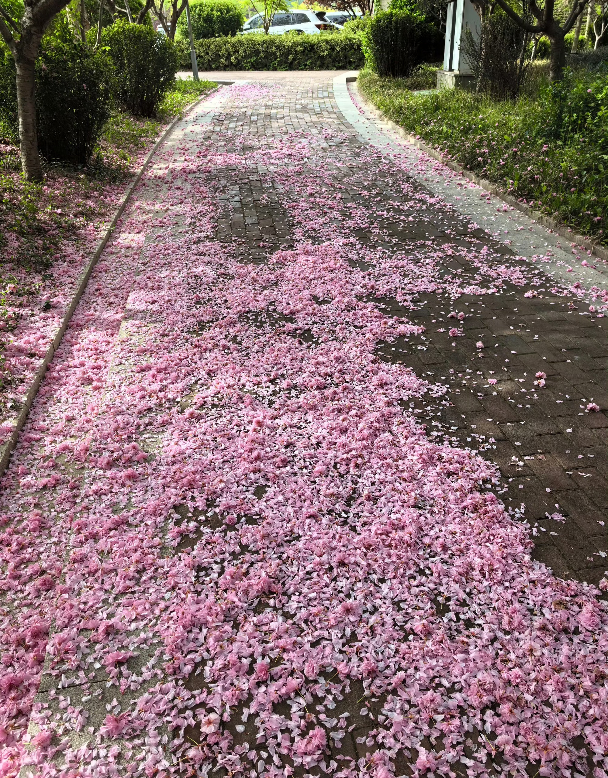 樱花瓣落尽,春天也要落幕了,五月就要开始赏蔷薇了.#423读书日
