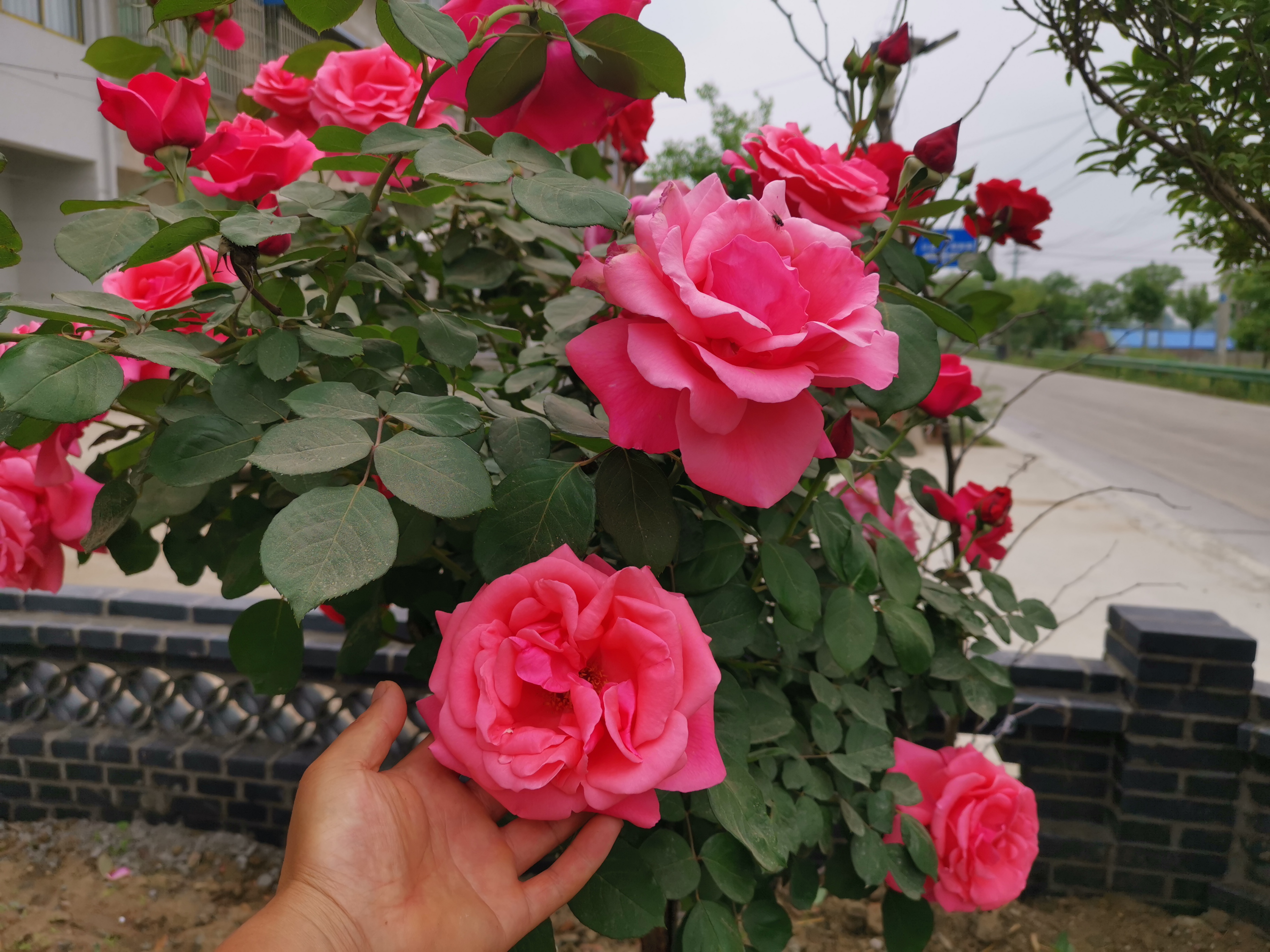 这两种"扇"月季之所以被广泛栽培,是因为其花朵硕大,颜色富贵大气