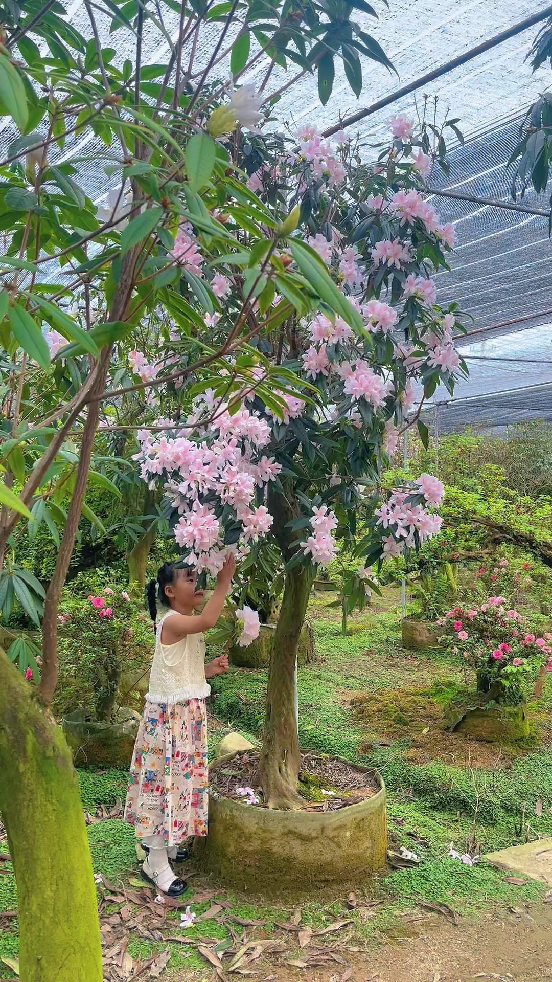 鹿角开花手机壁纸图片