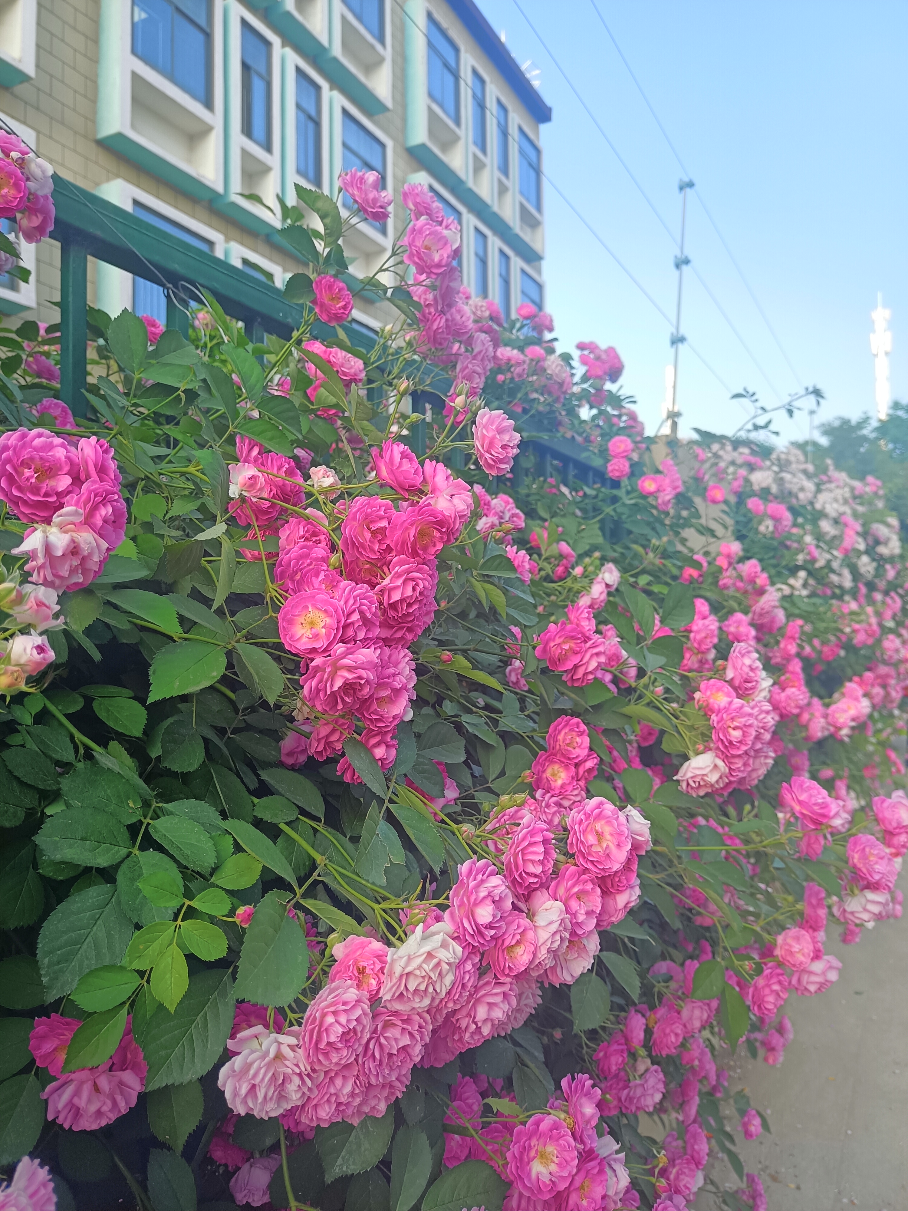 的图片大全唯美图片 花朵有海有花的图片唯美最好看的花草风景图片