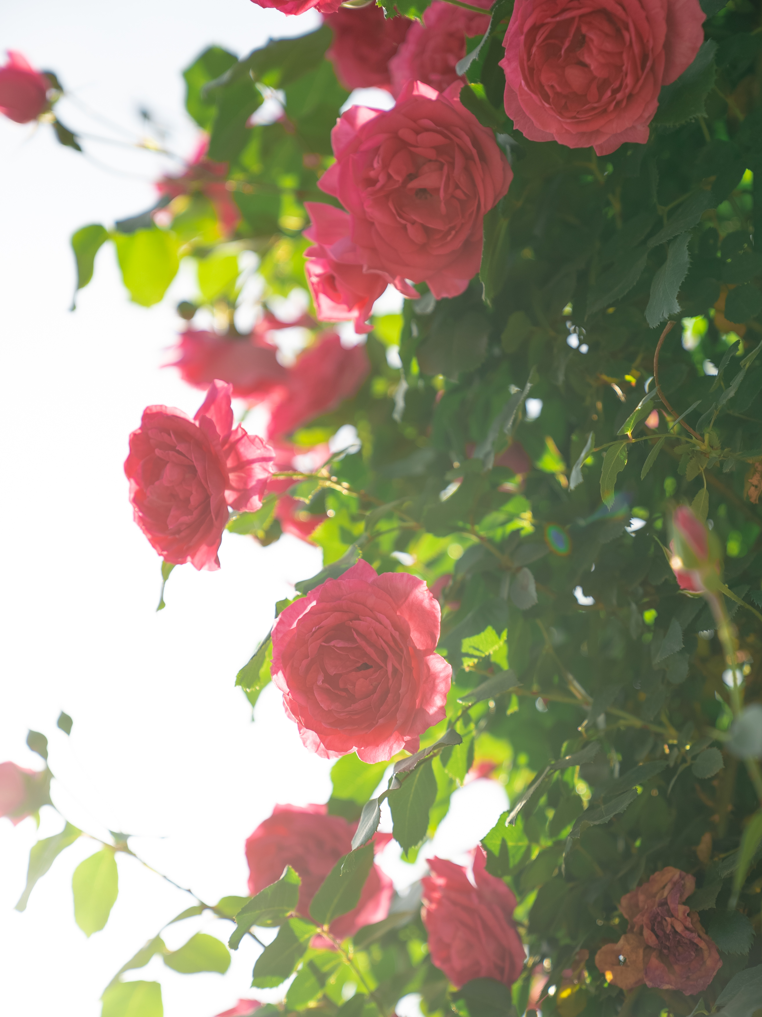 南阳满城月季就是古代美人儿的胭脂笔,一幅春夏的诗意画卷!