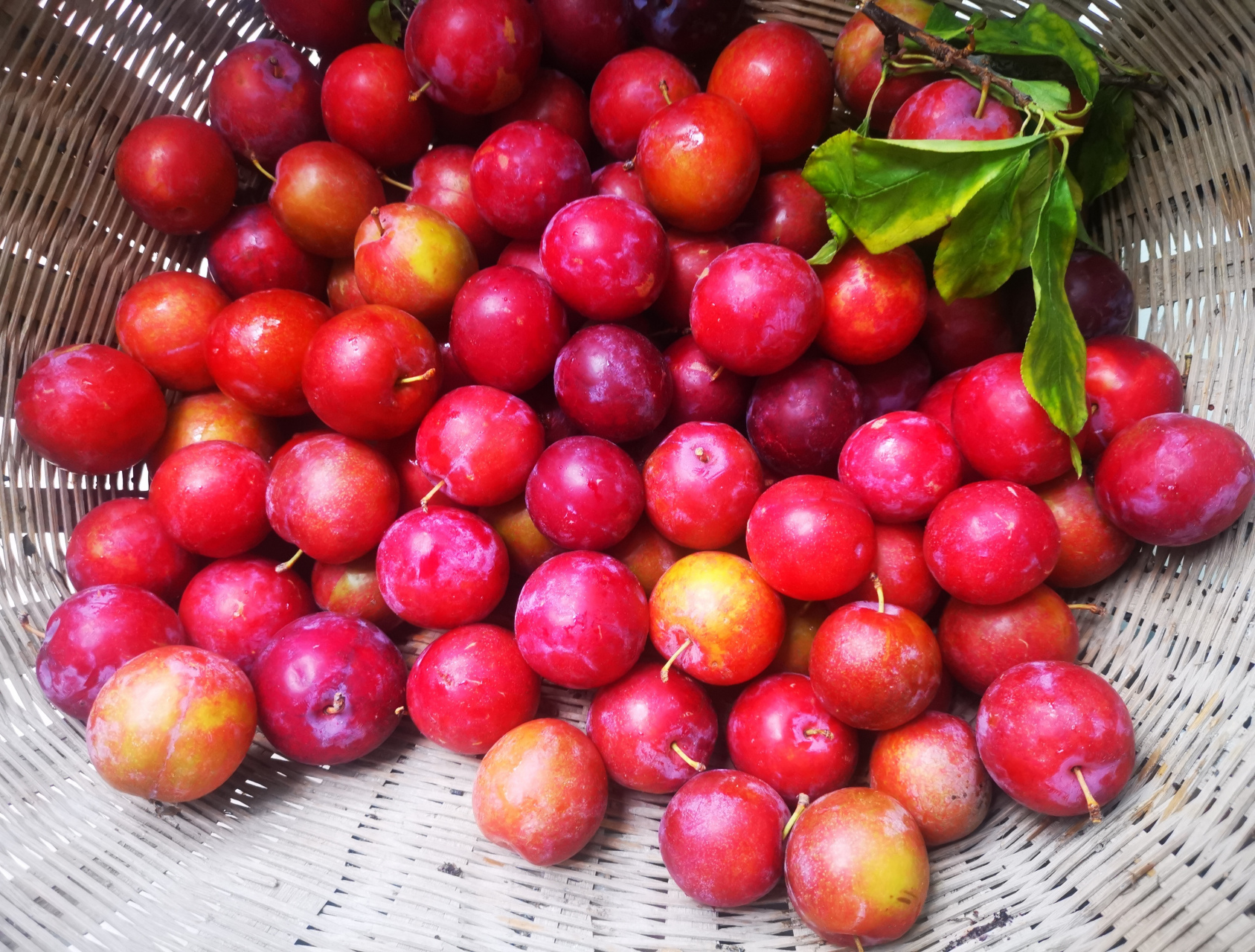 【今年李子"超生"严重,可能要把树坠断】  #果树种植