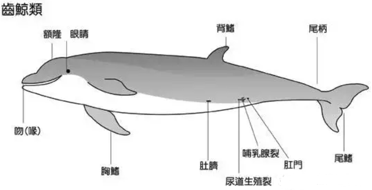 鲸鱼的生殖方式图片