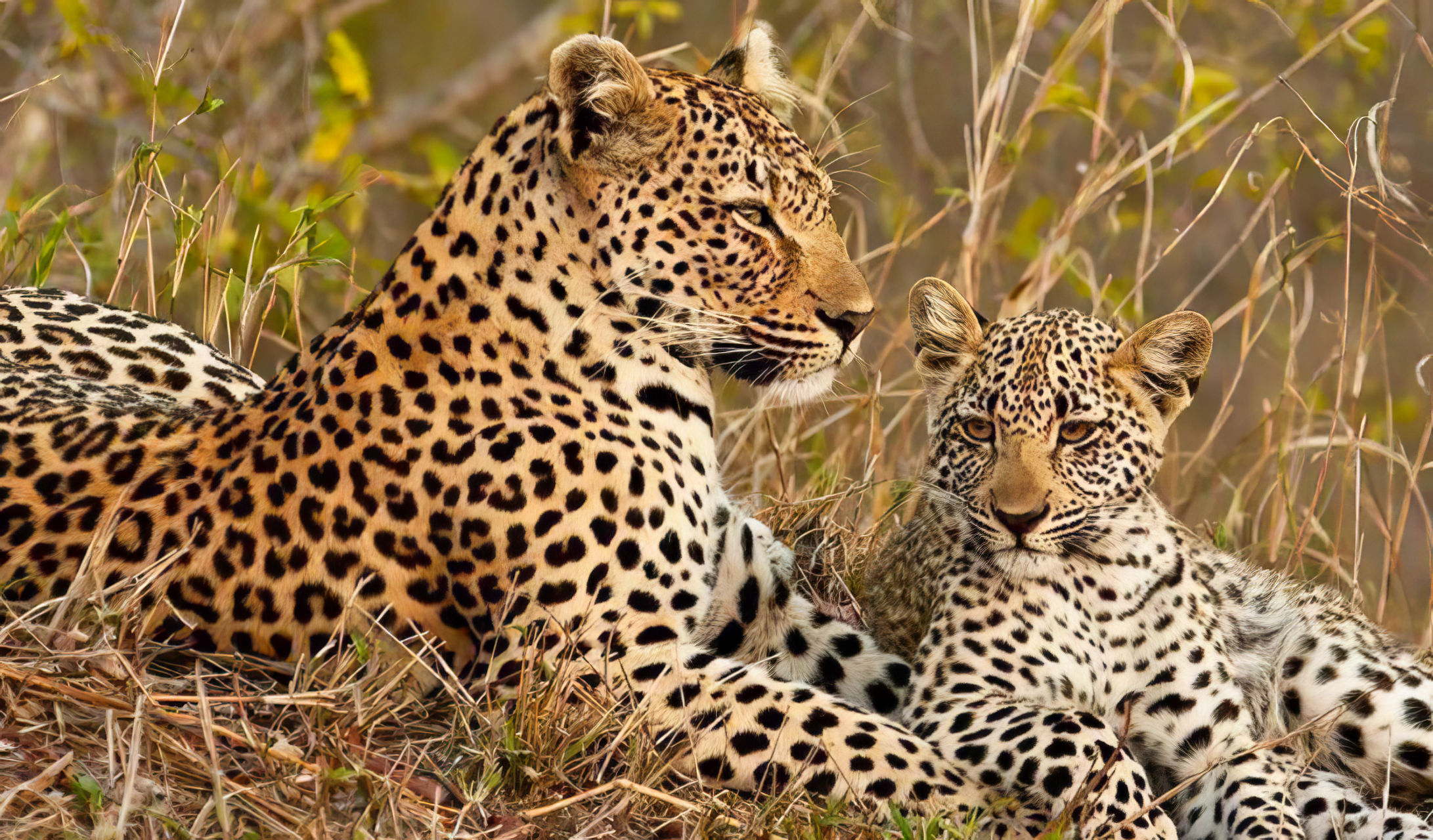 那对华北豹母子正在丛林中磨砺捕猎技能呢～初次尝试或许失败告终 ,但