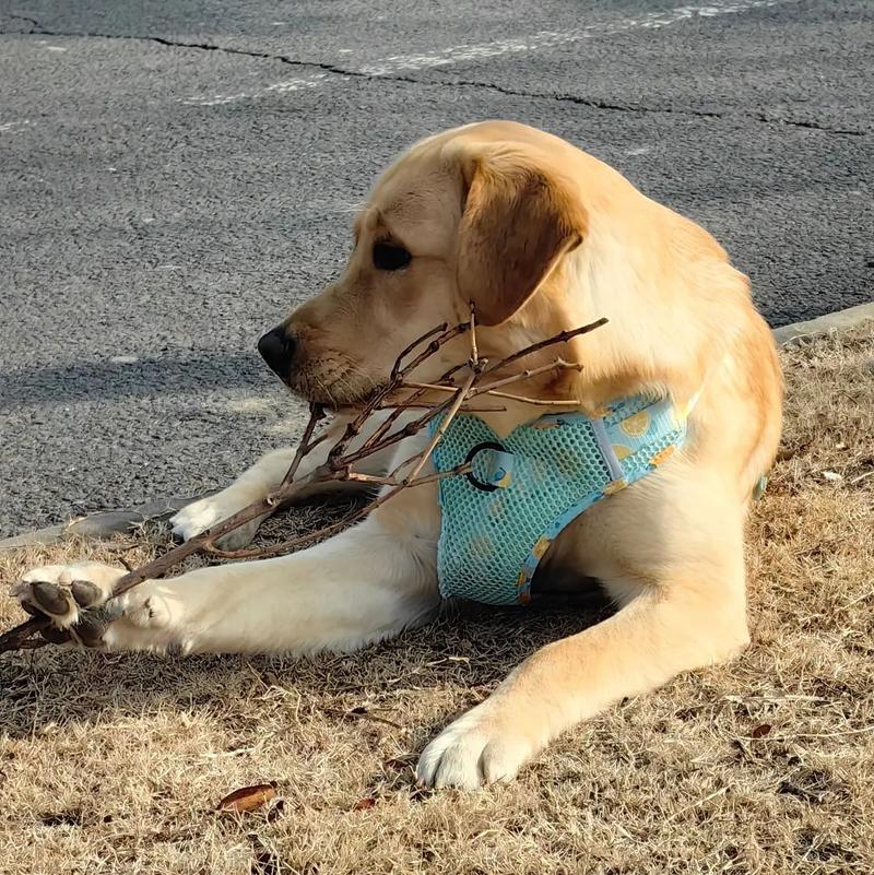 中国山寨犬图片