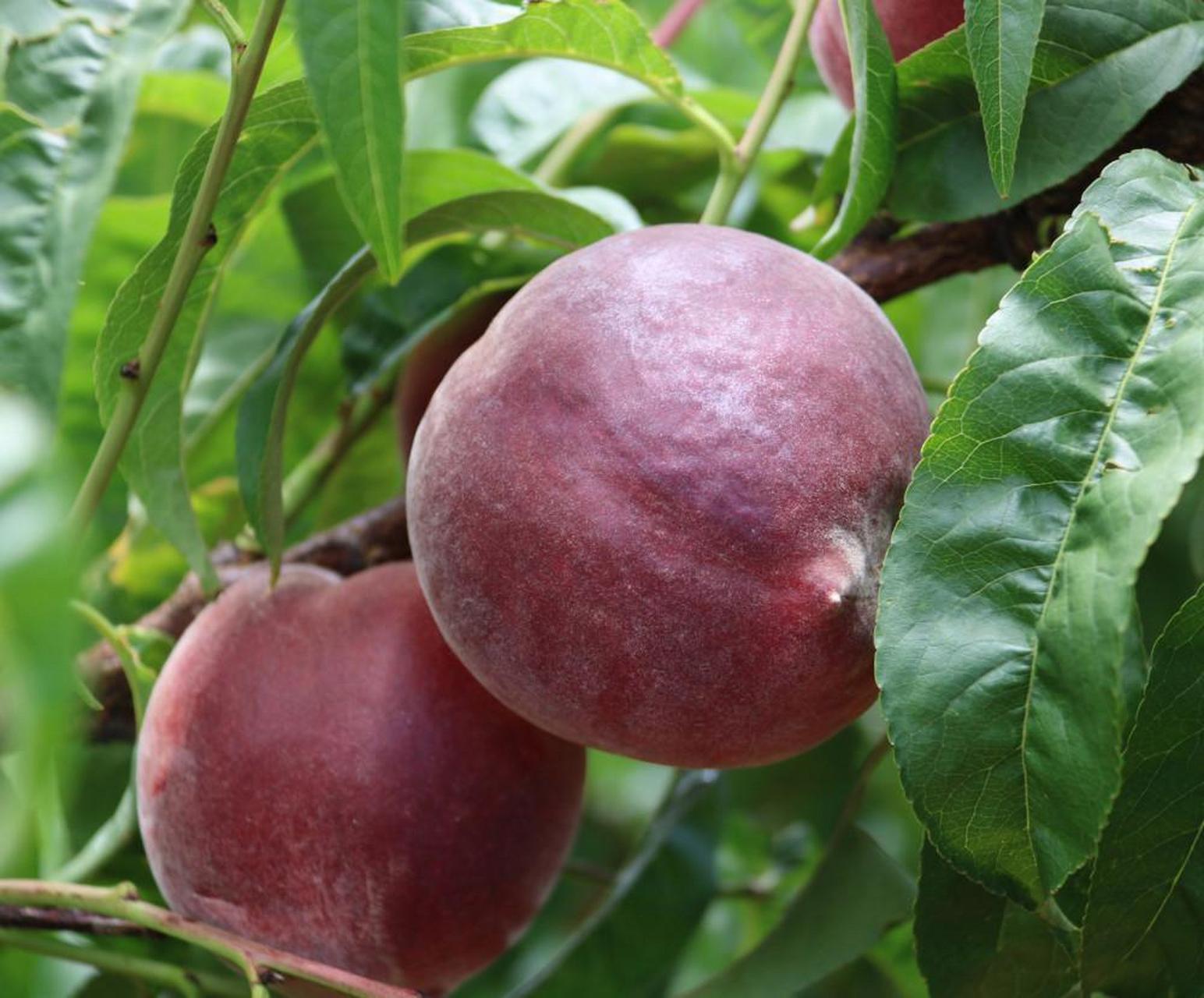 黑桃是一种野生水果,口感优质,富含维生素c,具有抗癌,降血压,降血脂等