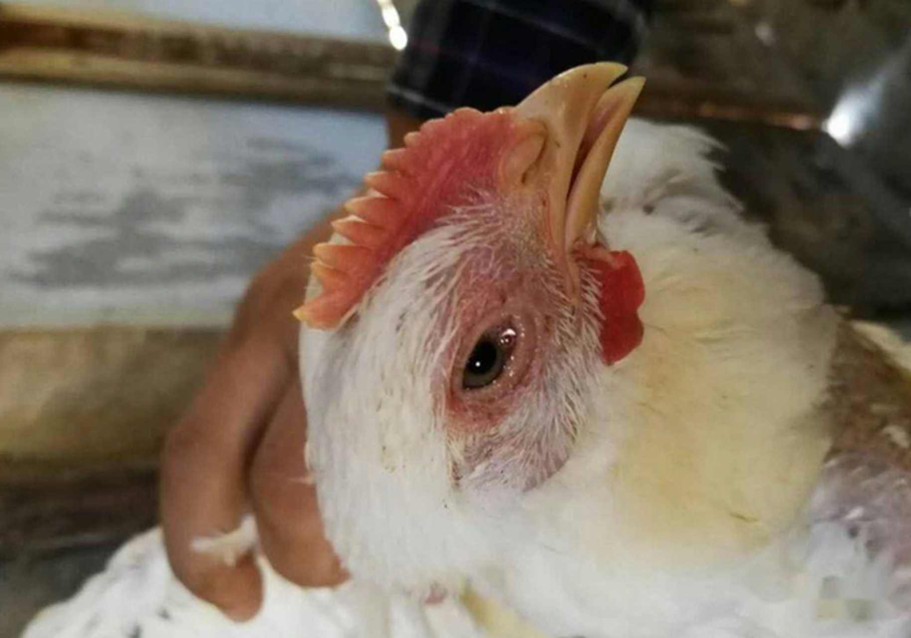 若鸡出现此症状,应及时诊断和治疗.[原文:鸡流眼泪,眼睛里有泡沫