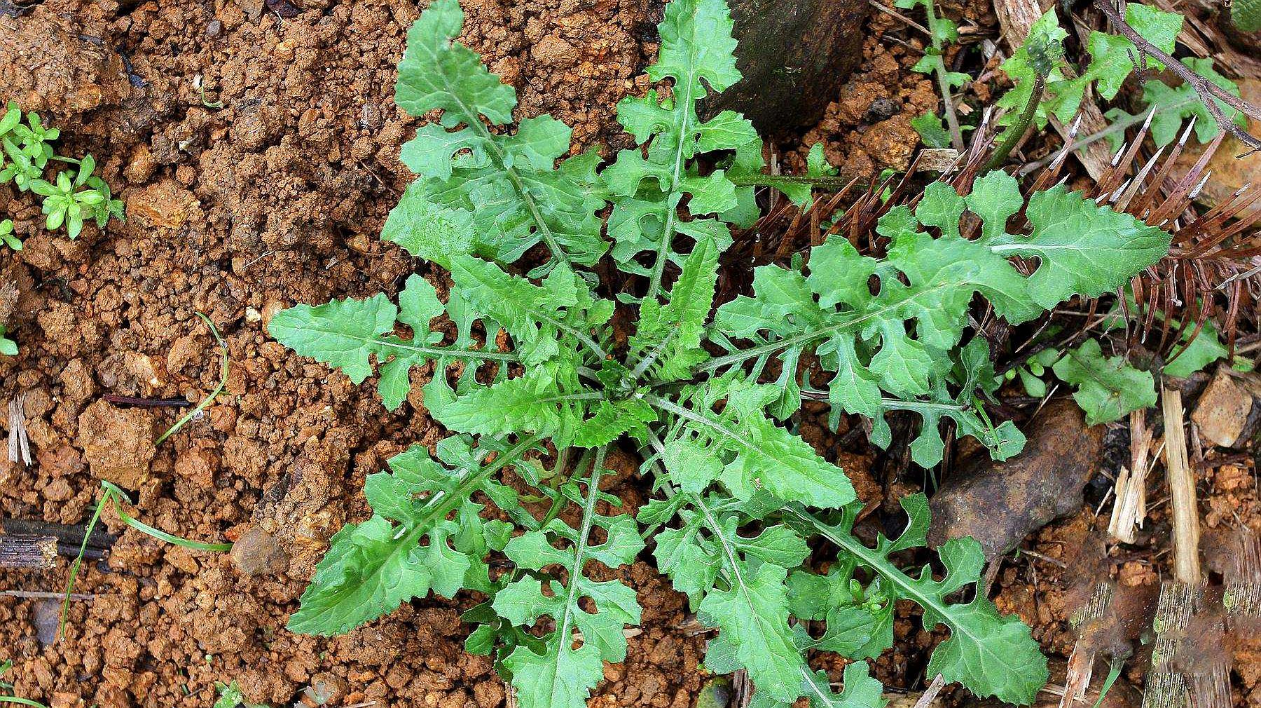 春天吃野菜的季节