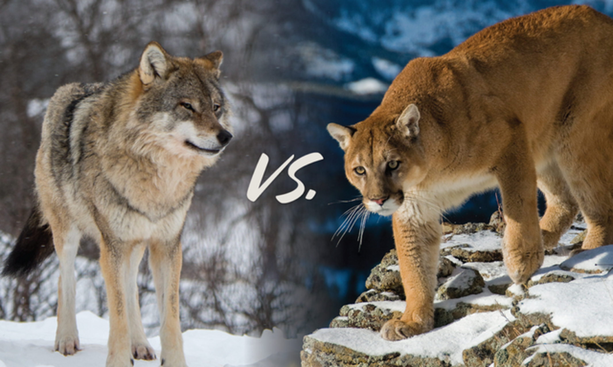 狼以数量和团队协作著称,而美洲狮则依赖身体能力和隐蔽技巧